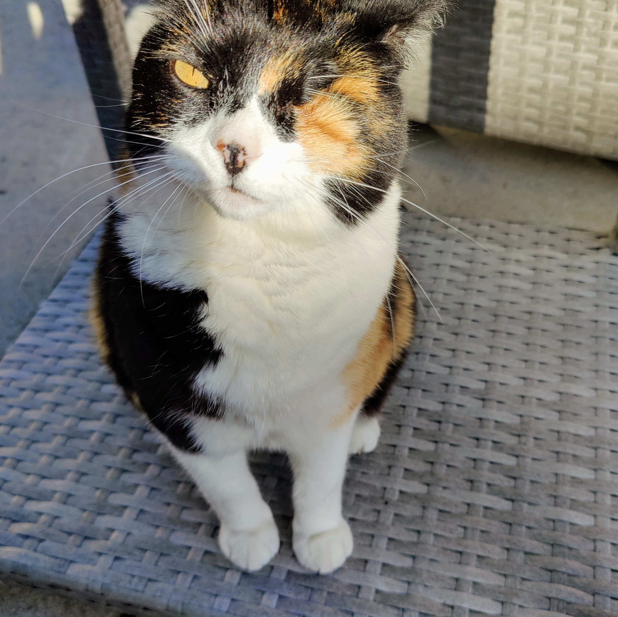 Meet Sophia: A Star in Her Own Right