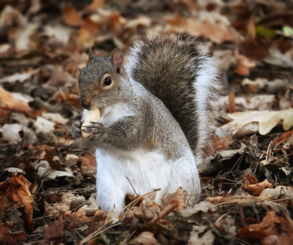 The Mischievous Squirrel Strikes Again