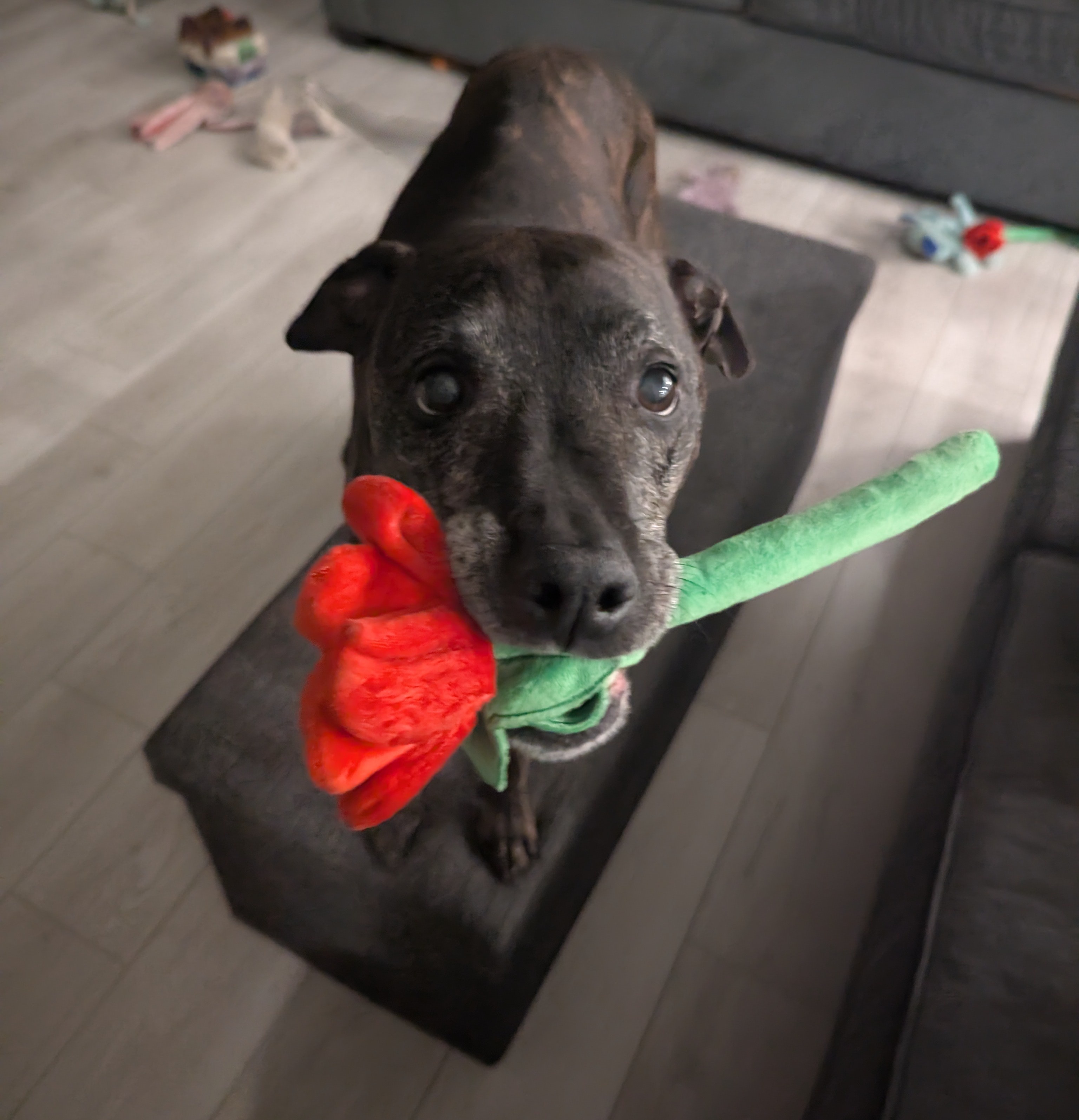 In These Challenging Times, Lexi Brings You a Flower