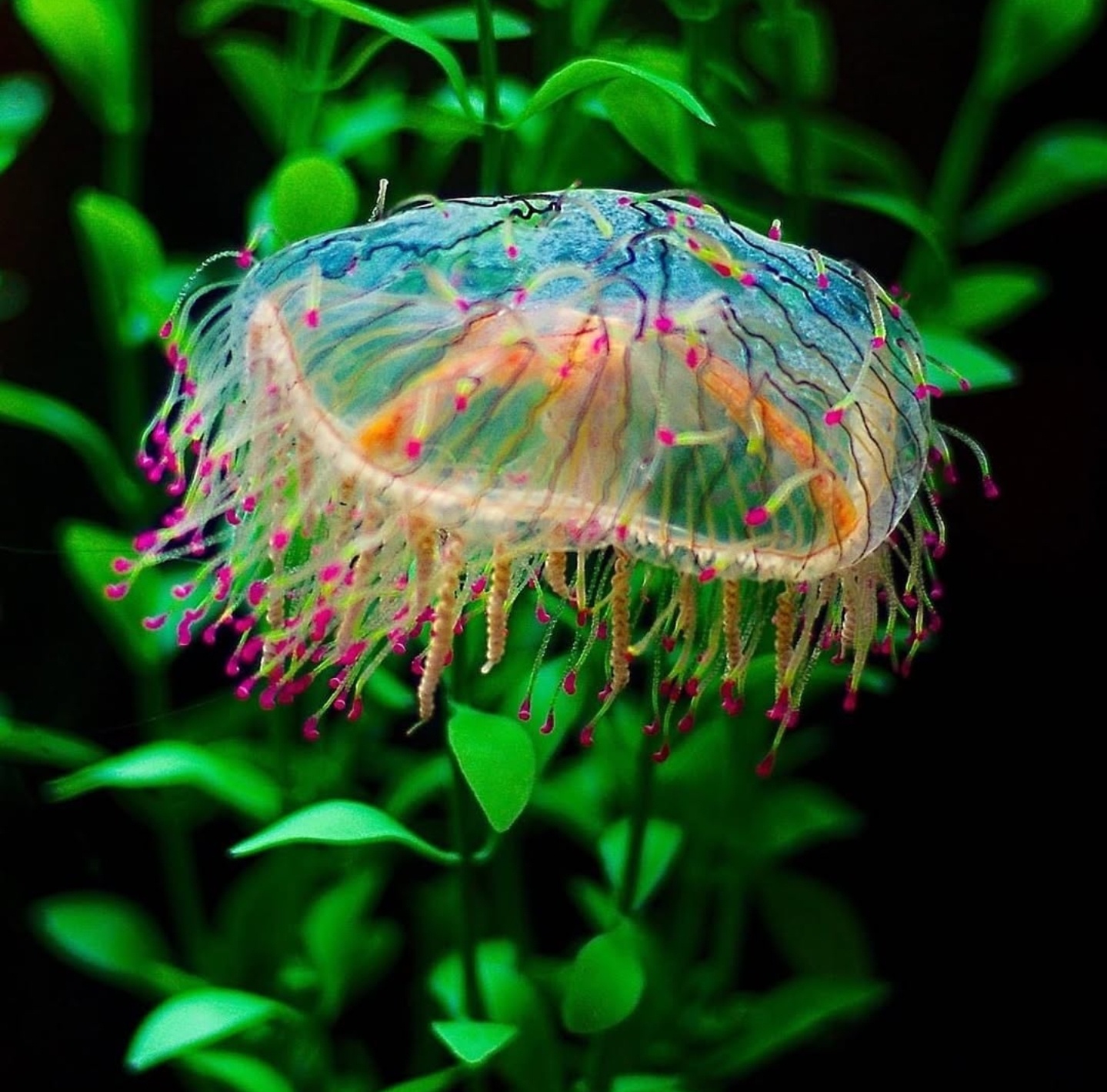 Meet the Stunning Flower Hat Jellyfish: Olindias Formosus