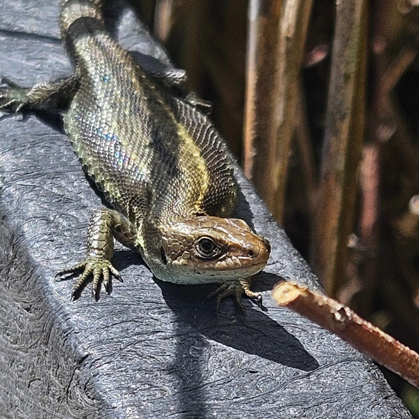 Meet the Lizard: Nature's fascinating creature.