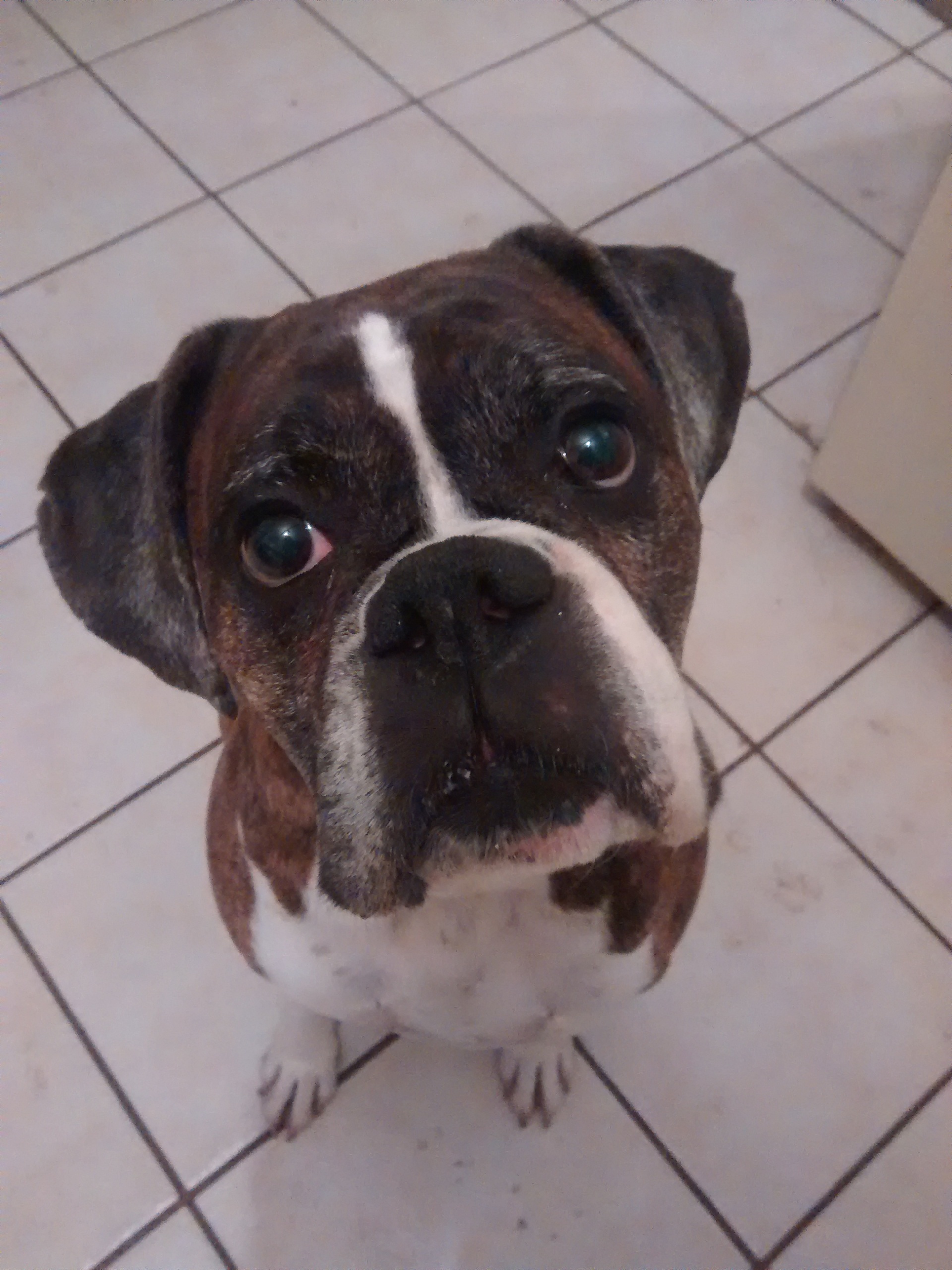 Introducing 'Digit The Boxer': A New Character