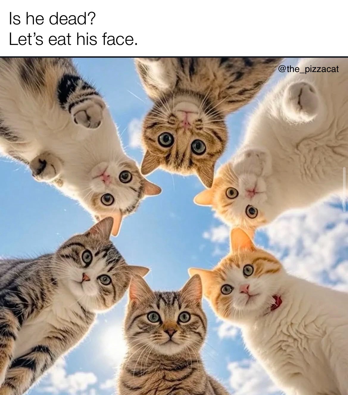 Little Kittens on a Nibbling Adventure