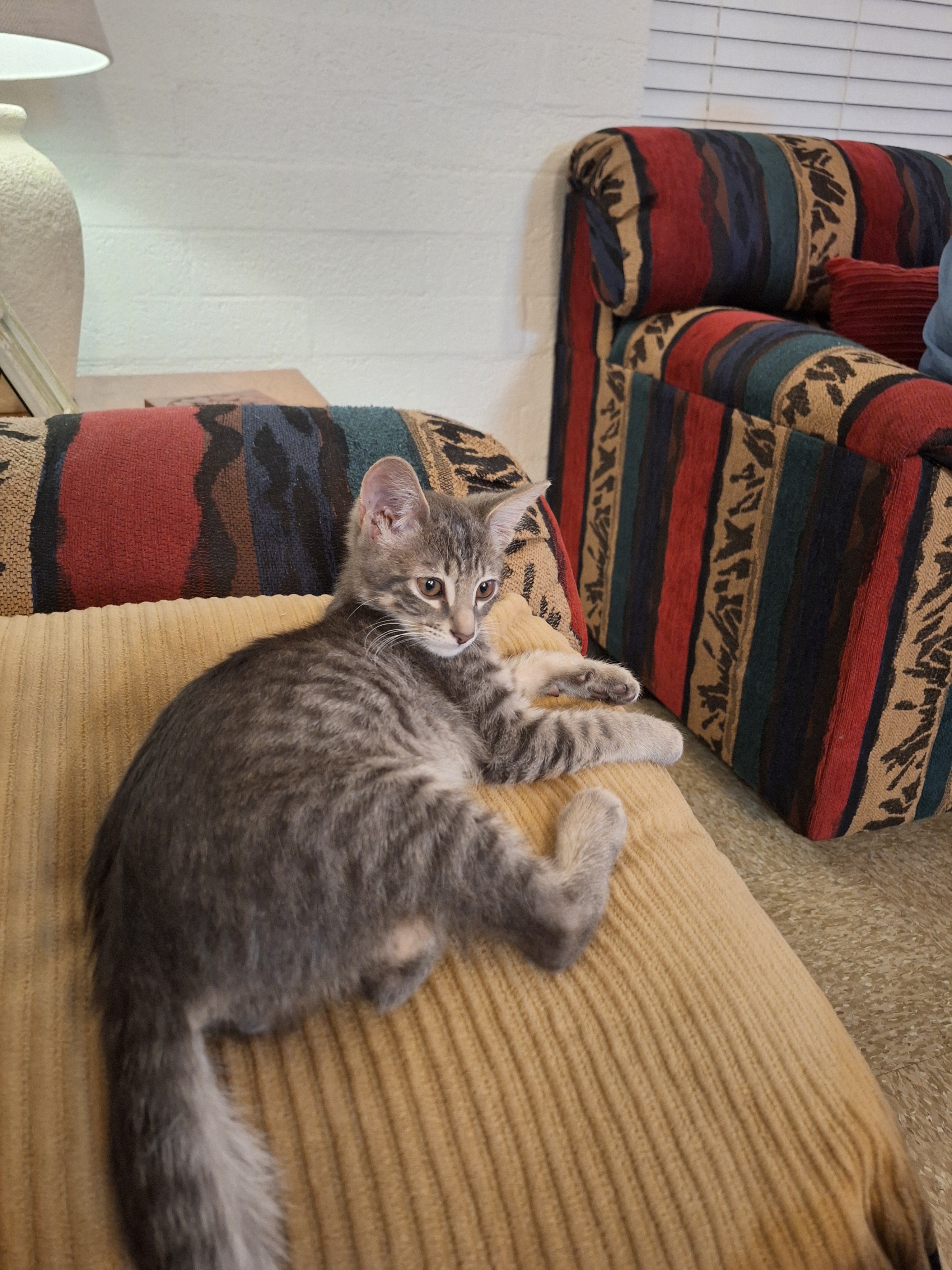 Urgent Call for Help: Emergency Cat Rescue in Peoria, AZ