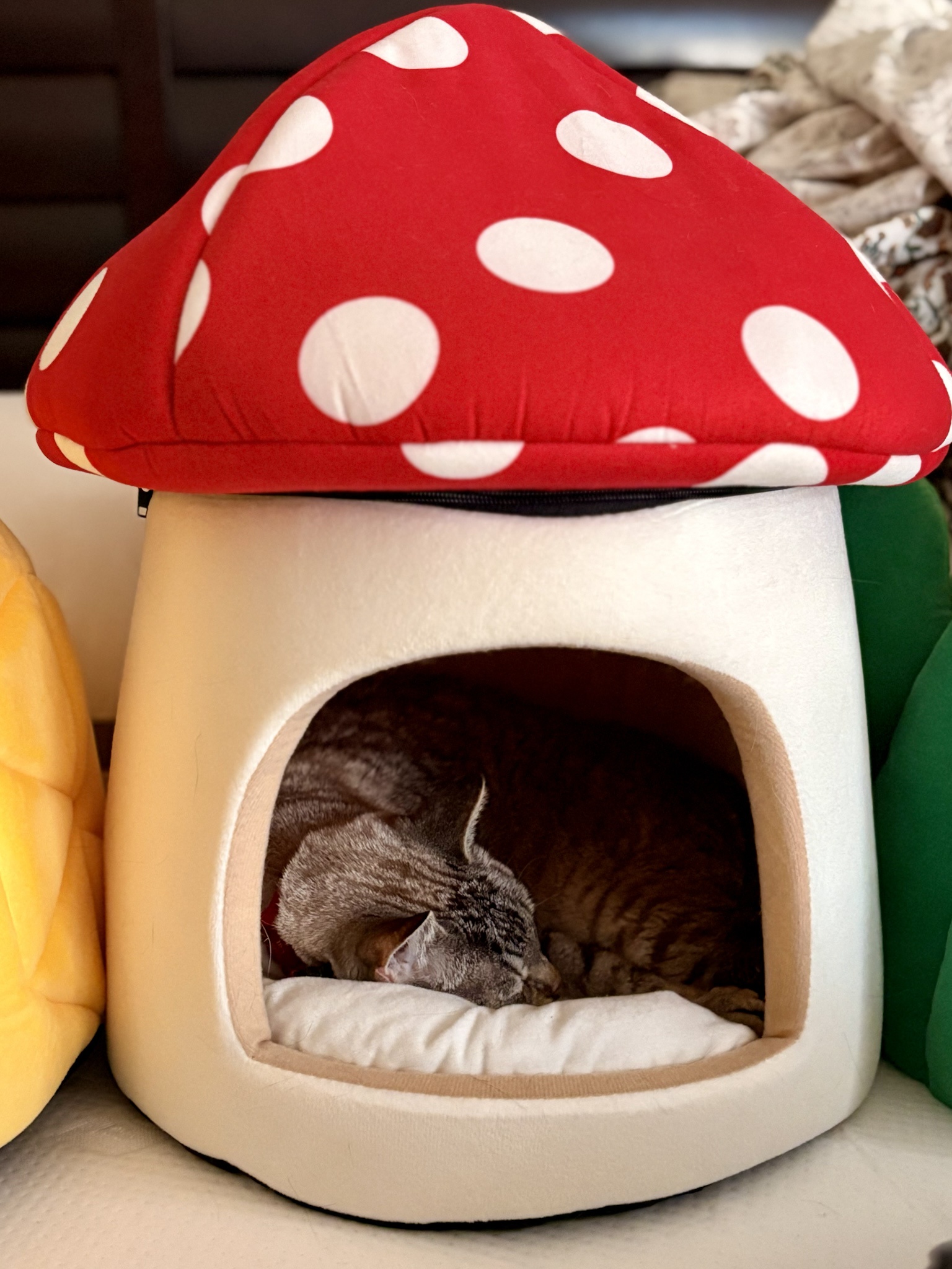 Poopsen's Peaceful Retirement in His Yurt of Mushrooms