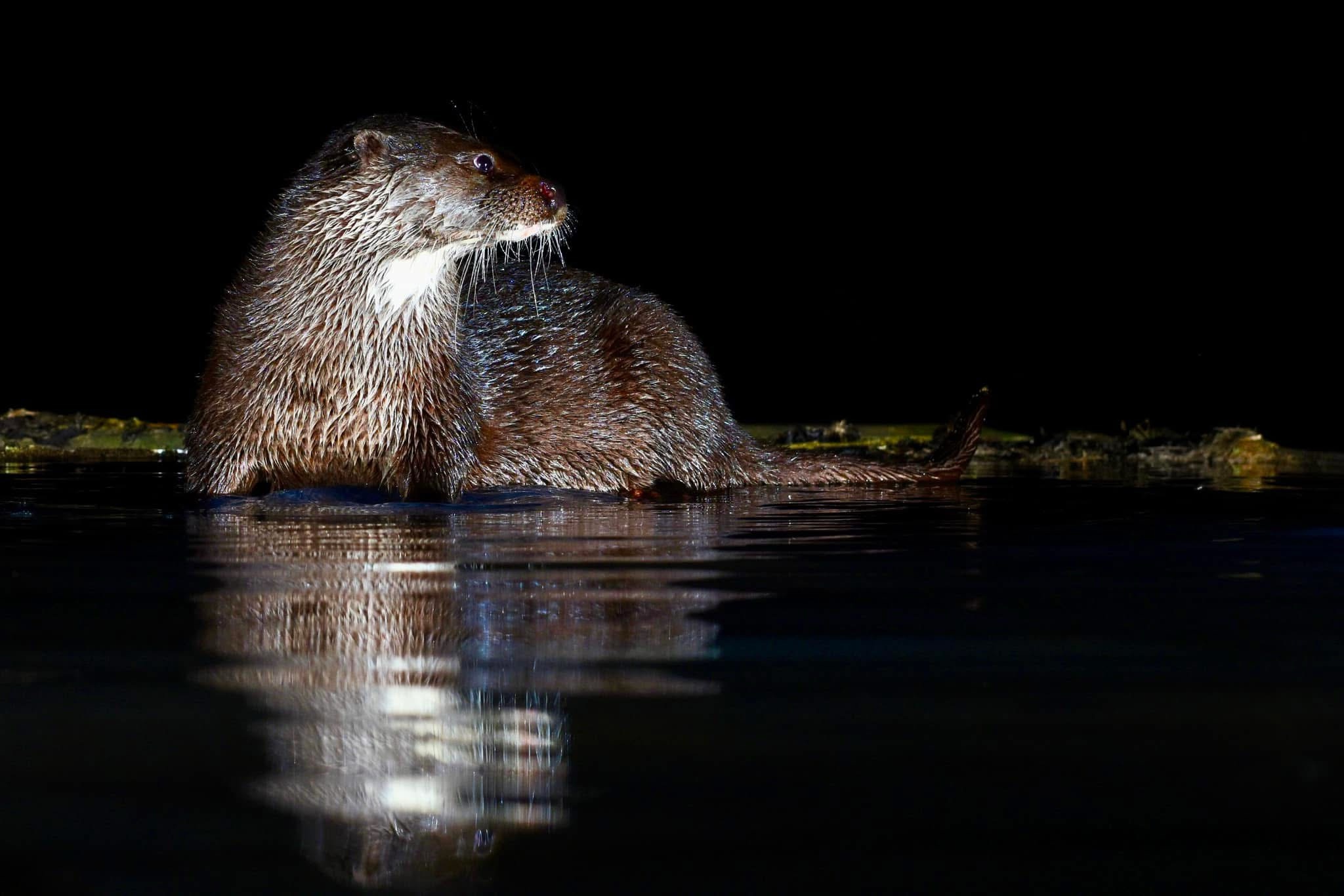 Adorable Otter Moments