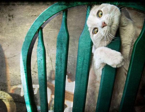Meet today's featured cat!