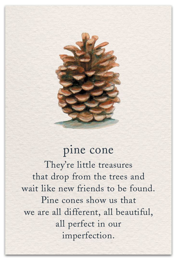Looks like we're sharing pinecones now!