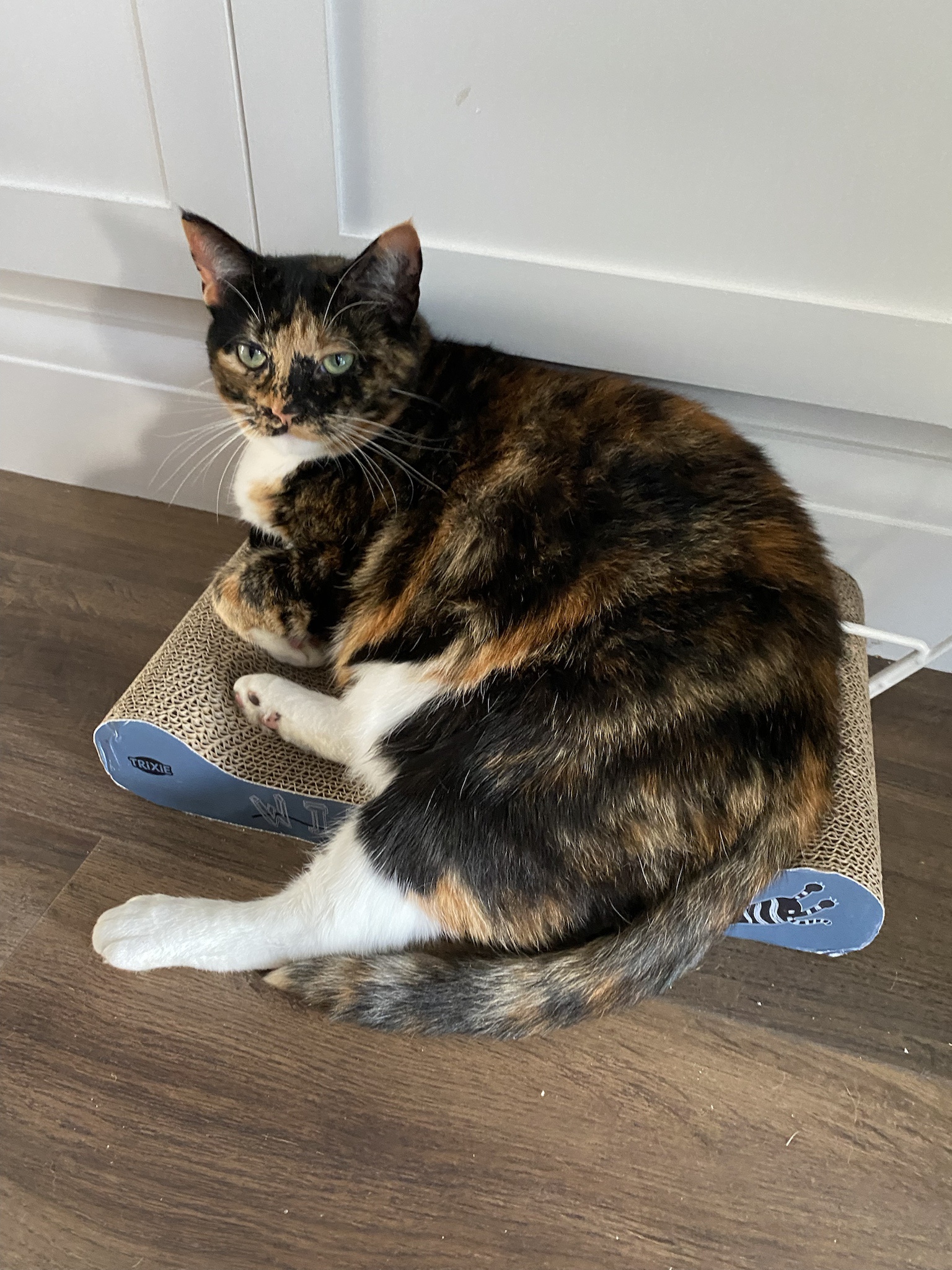 A Daily Snapshot of Crumble's Adventures