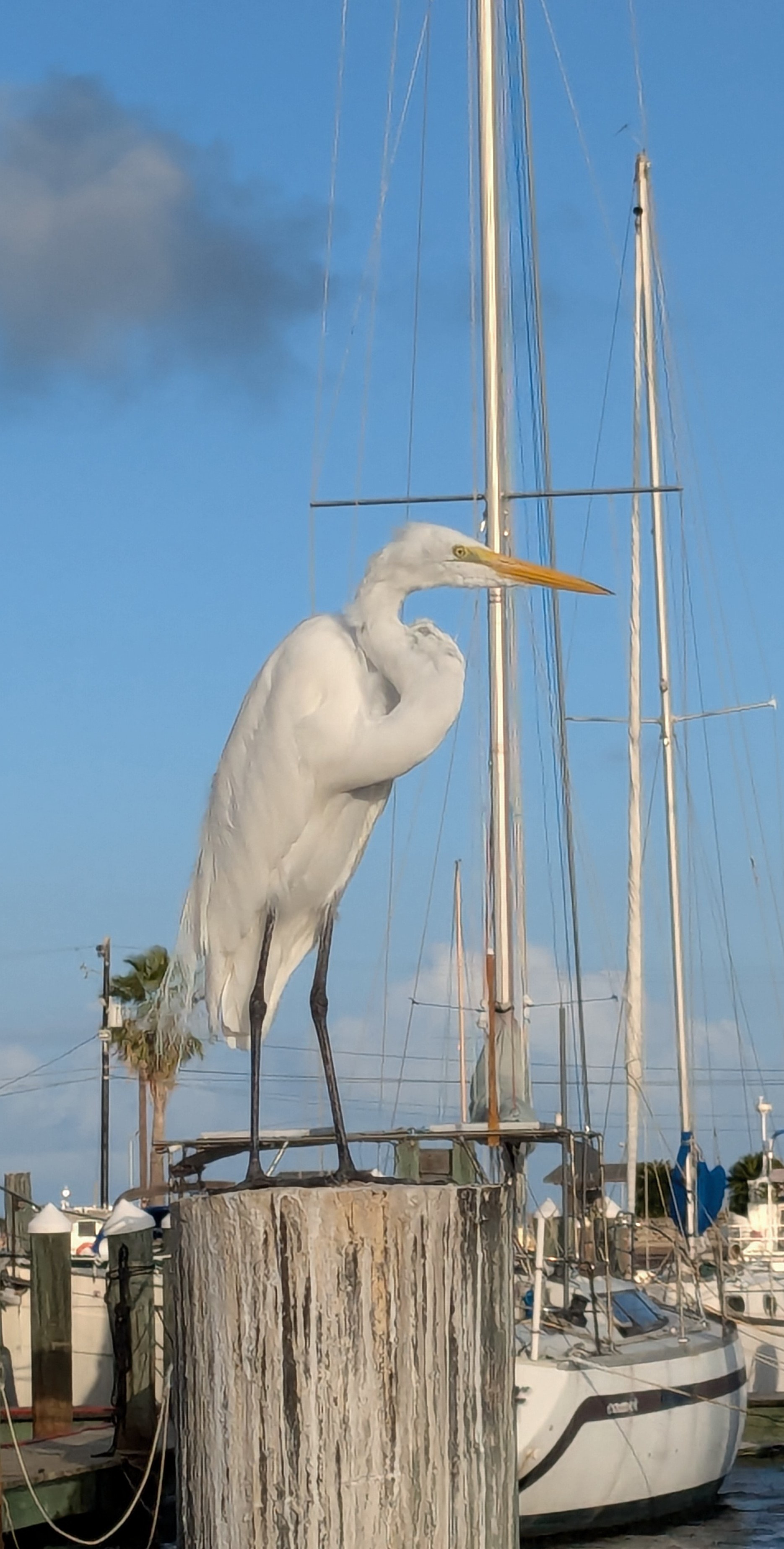Stunning Great Egret in Rockport, Texas
