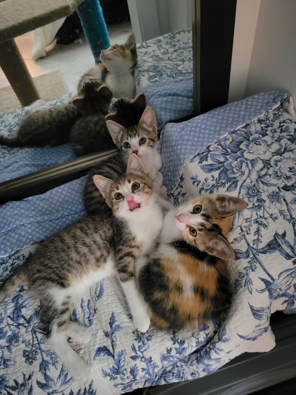 Foster Kittens Noel, Holly, and Jinglebell: Bringing Light and Joy to My Days
