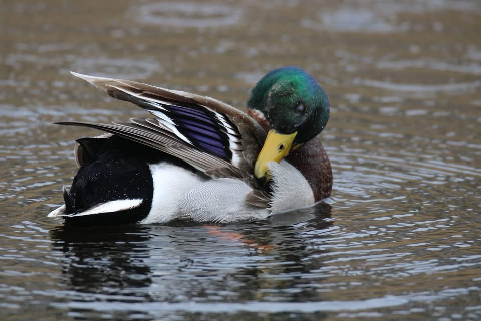 Quirky Duck Adventures