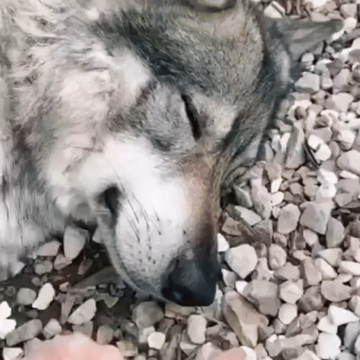 The Adorable Wolf Boop Moment