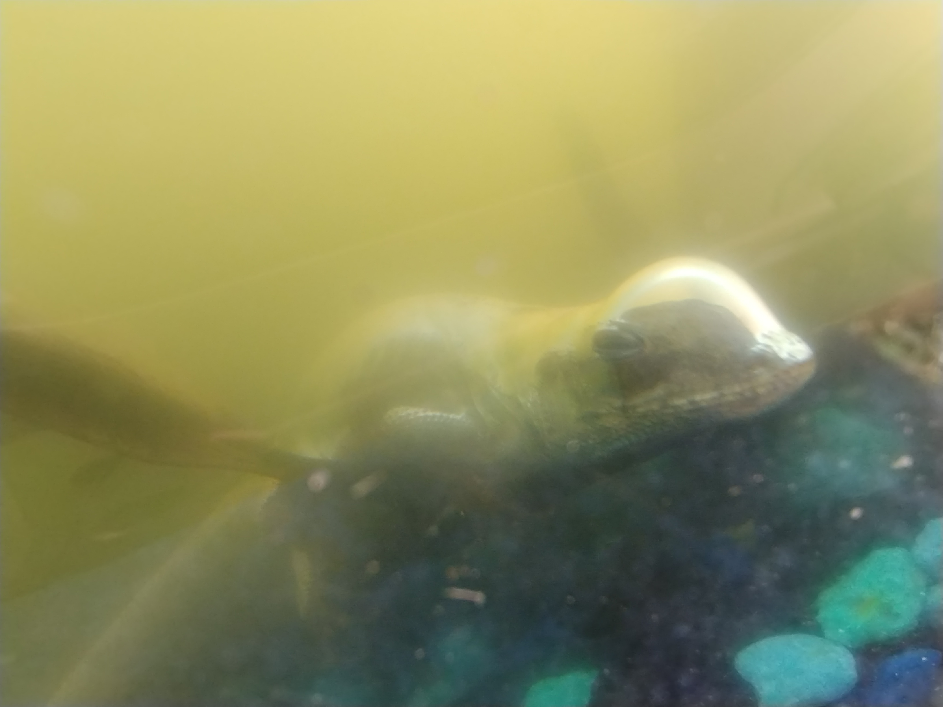Did You Know? Brown Anoles Can Dive Underwater!
