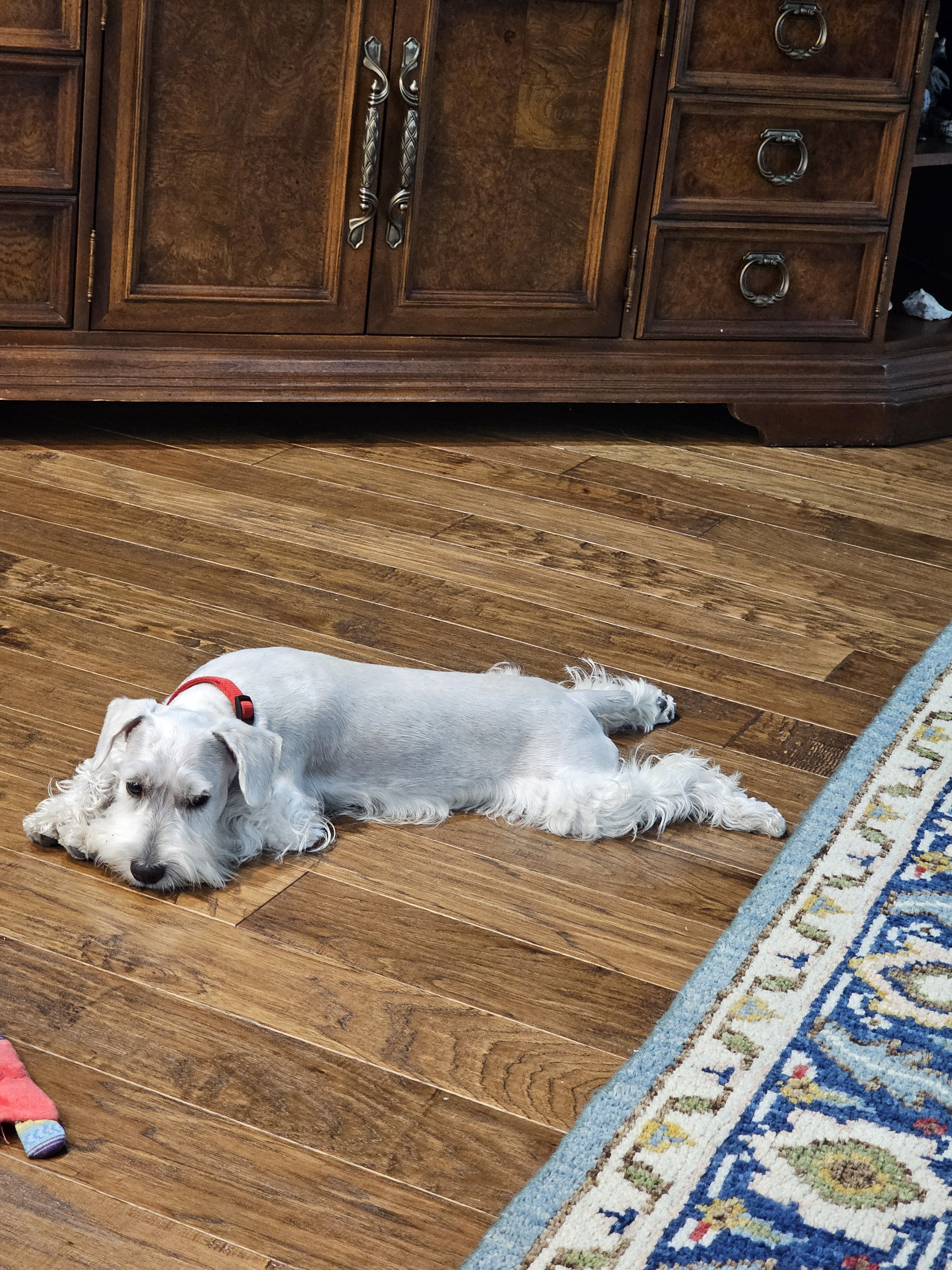 What Happens When a Dog Loses Its Tail?