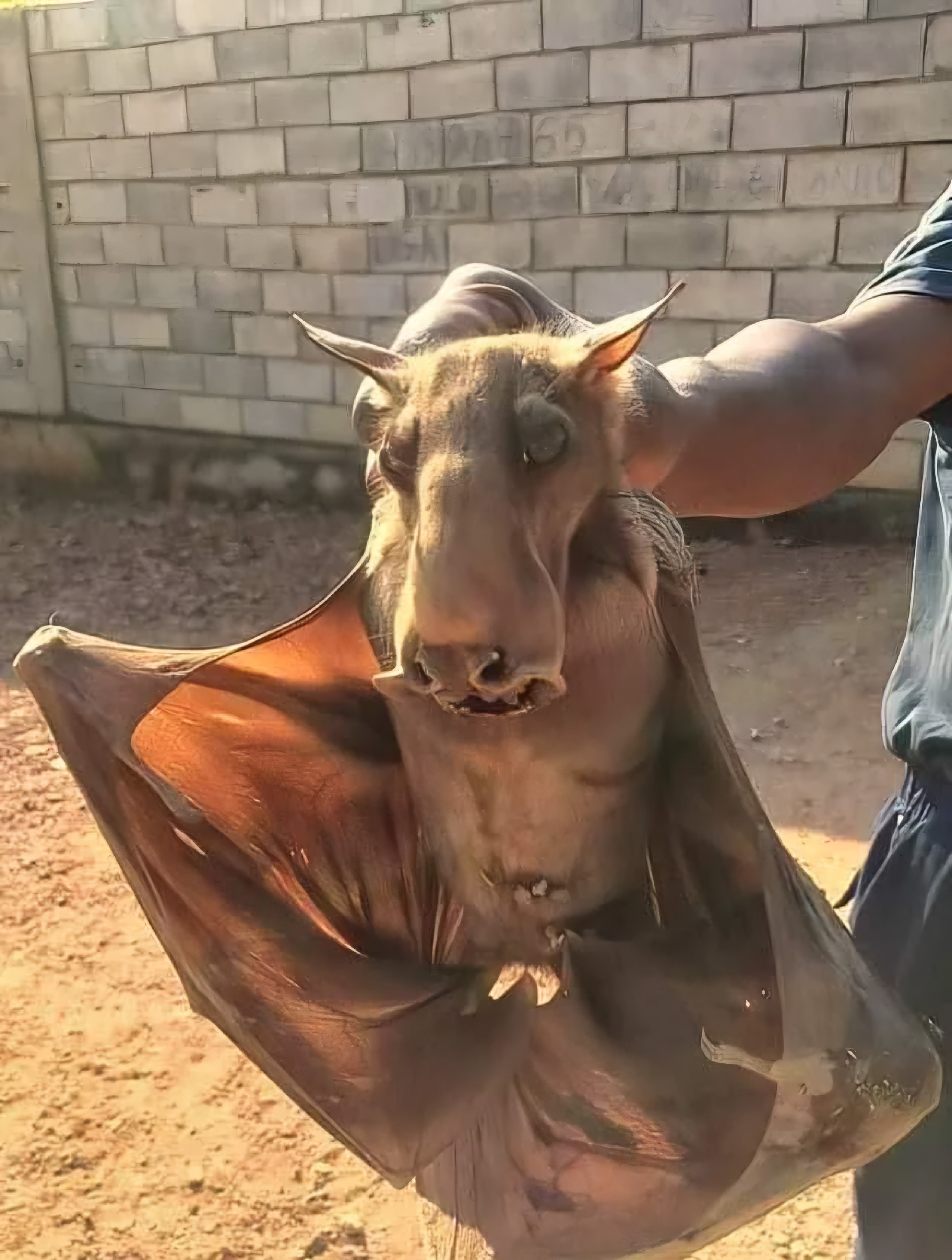 The Unusual Hammer Head Bat