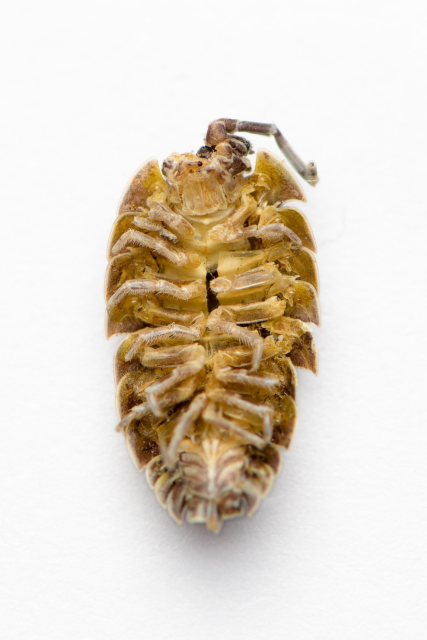 Behold the Dead Woodlouse (Oniscus asellus) in all its glory!