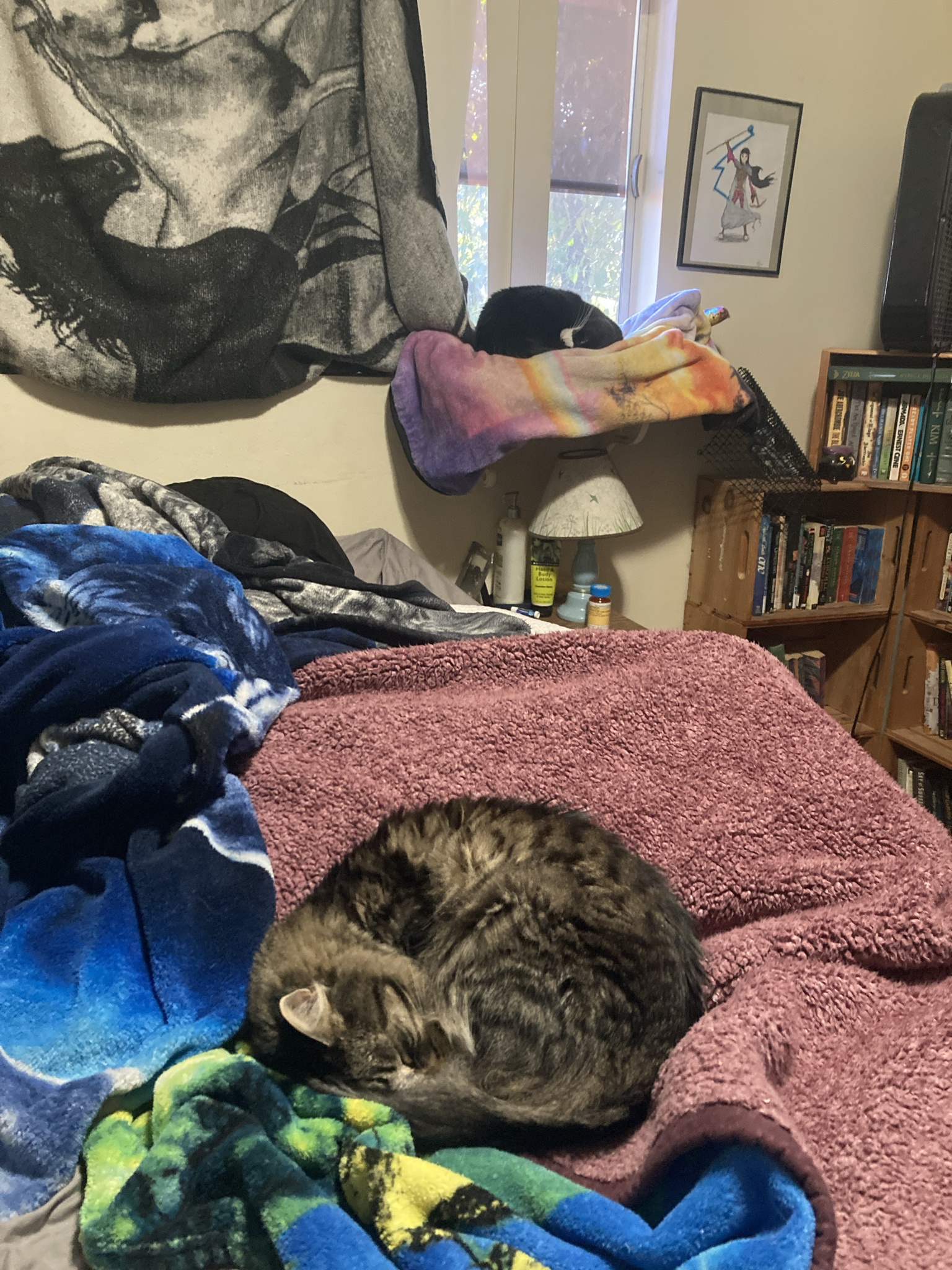 The Cutest Cold Kitties You’ll Ever See