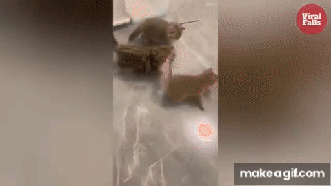 Breaking news: cat defies the laws of physics!