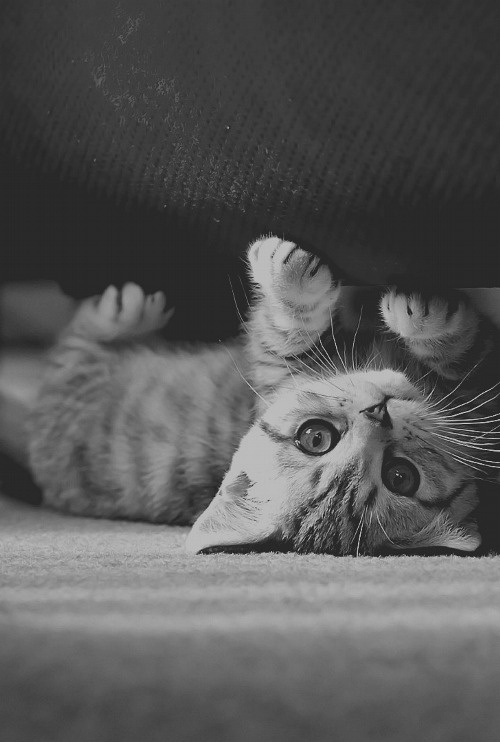 Meet Today's Adorable Cat Star