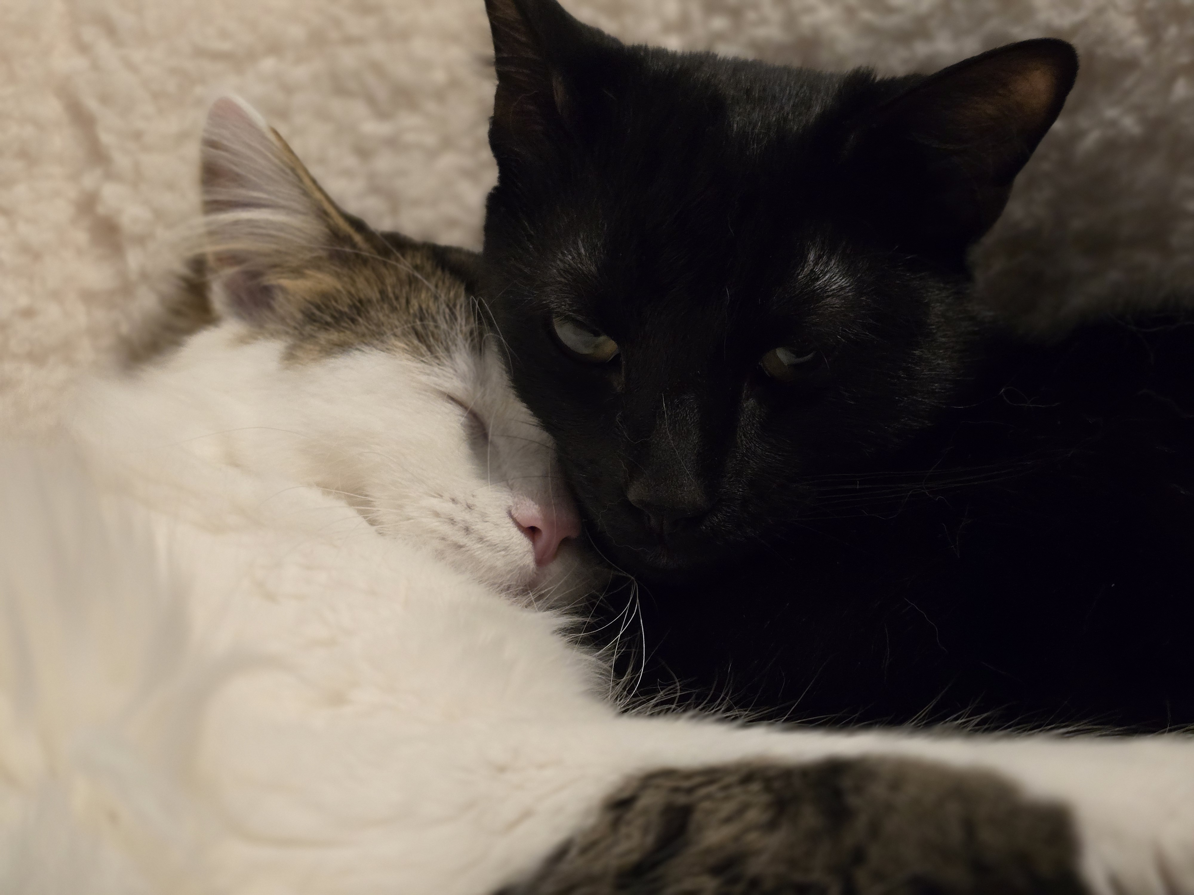 Meet Rhea and Nyx, the cutest little boyfriends you'll ever see! <3