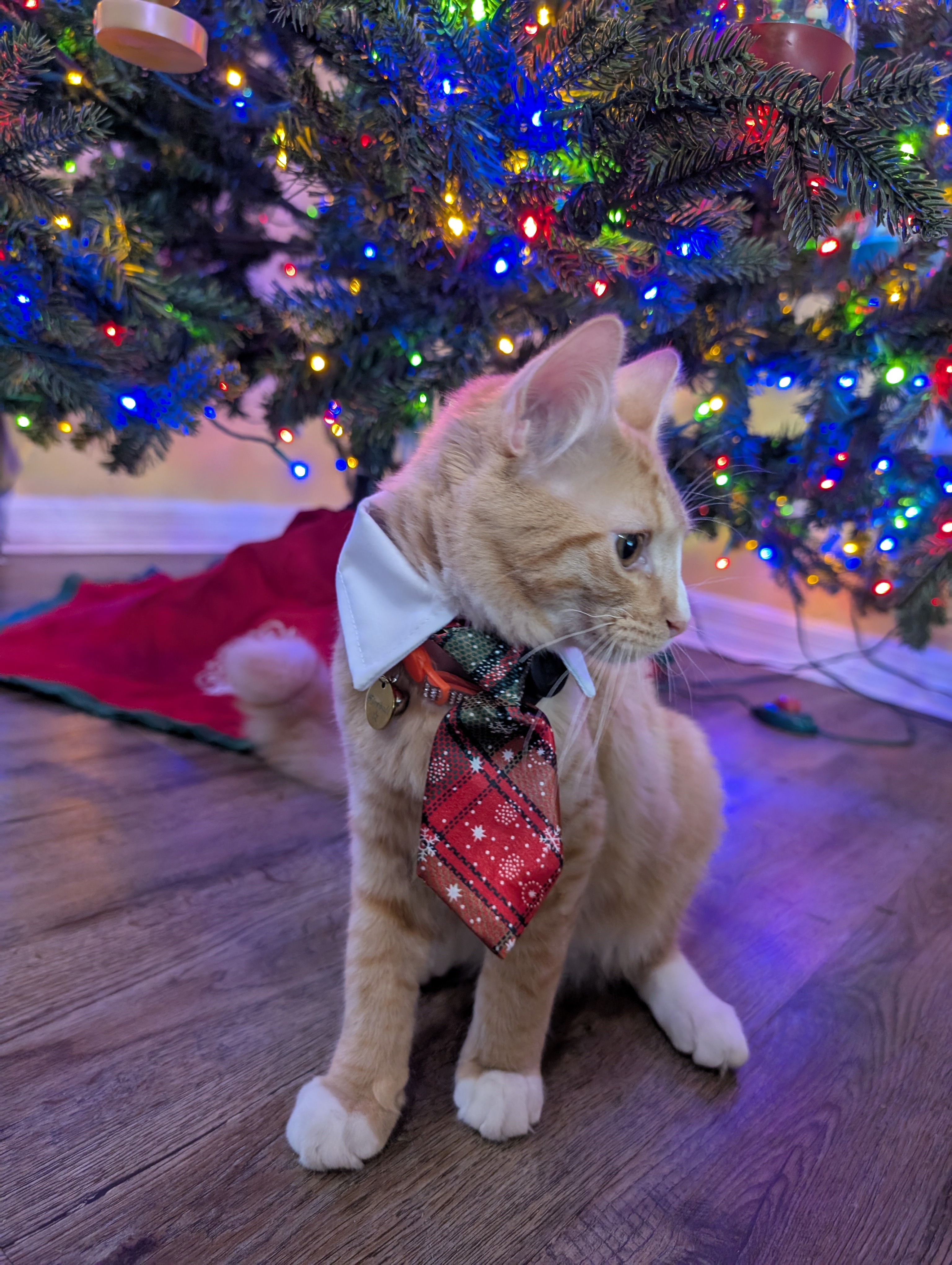 Celebrating Our Holiday Fur Babies