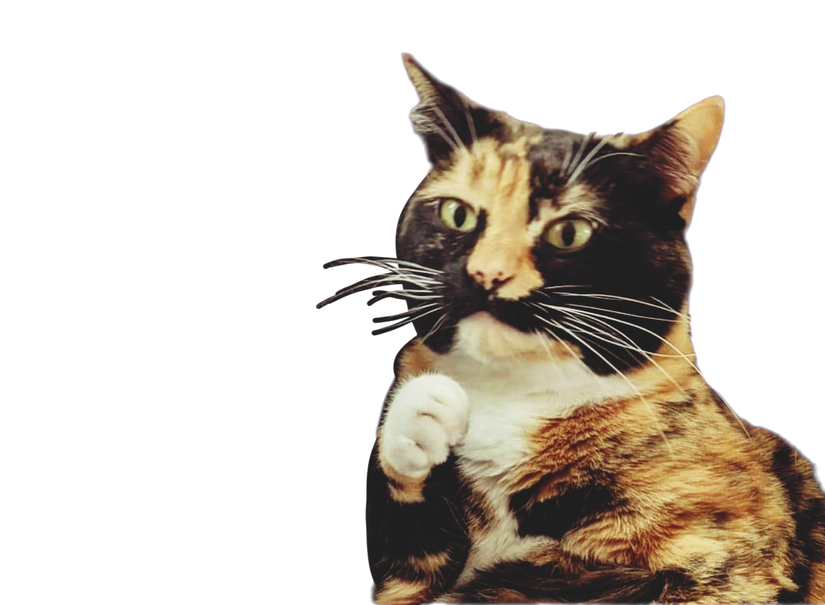 Meet my adorable cat captured in this delightful photo.