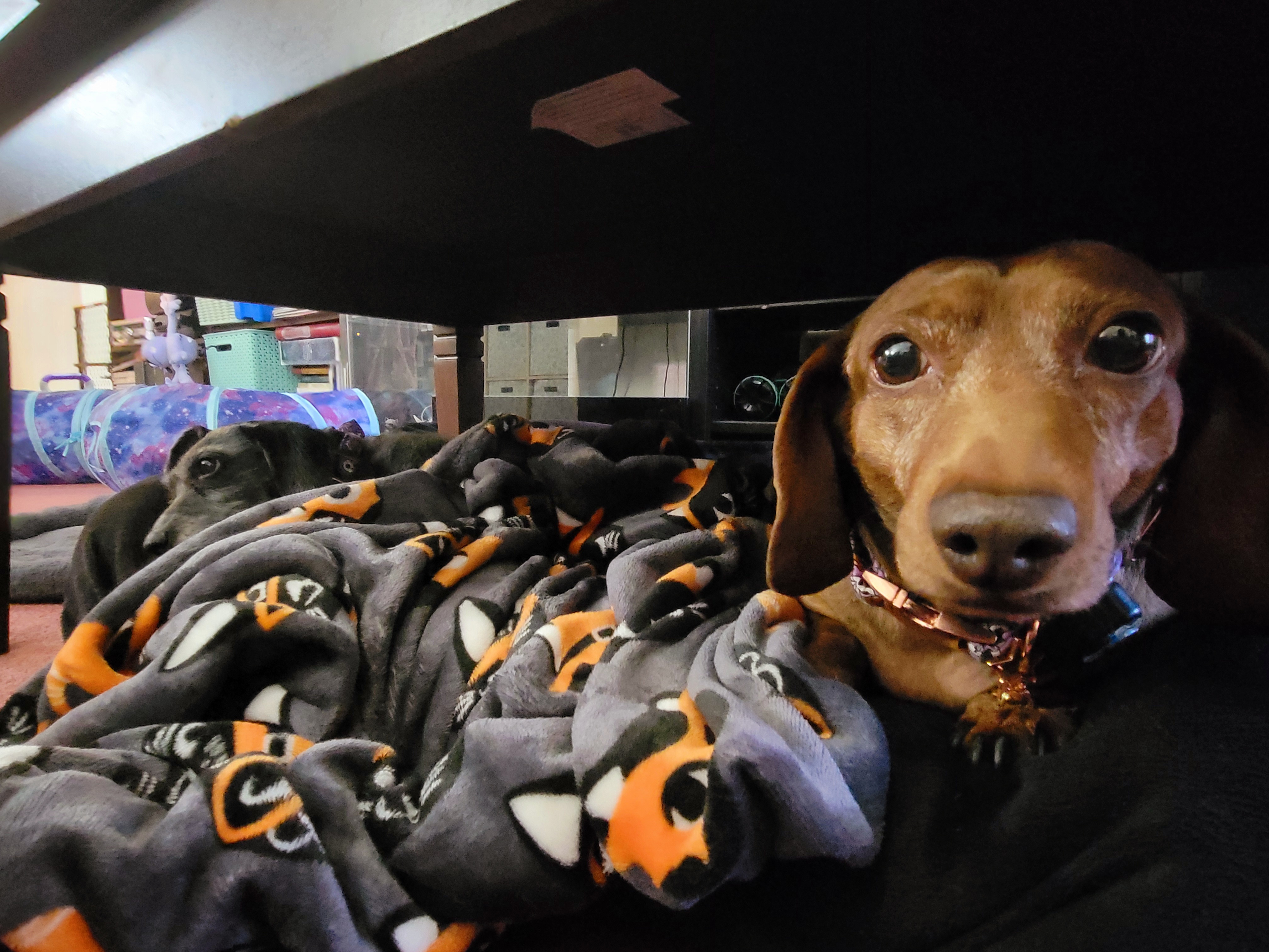 Meet my adorable pup, Tiger Lilly, in this charming photo #671.
