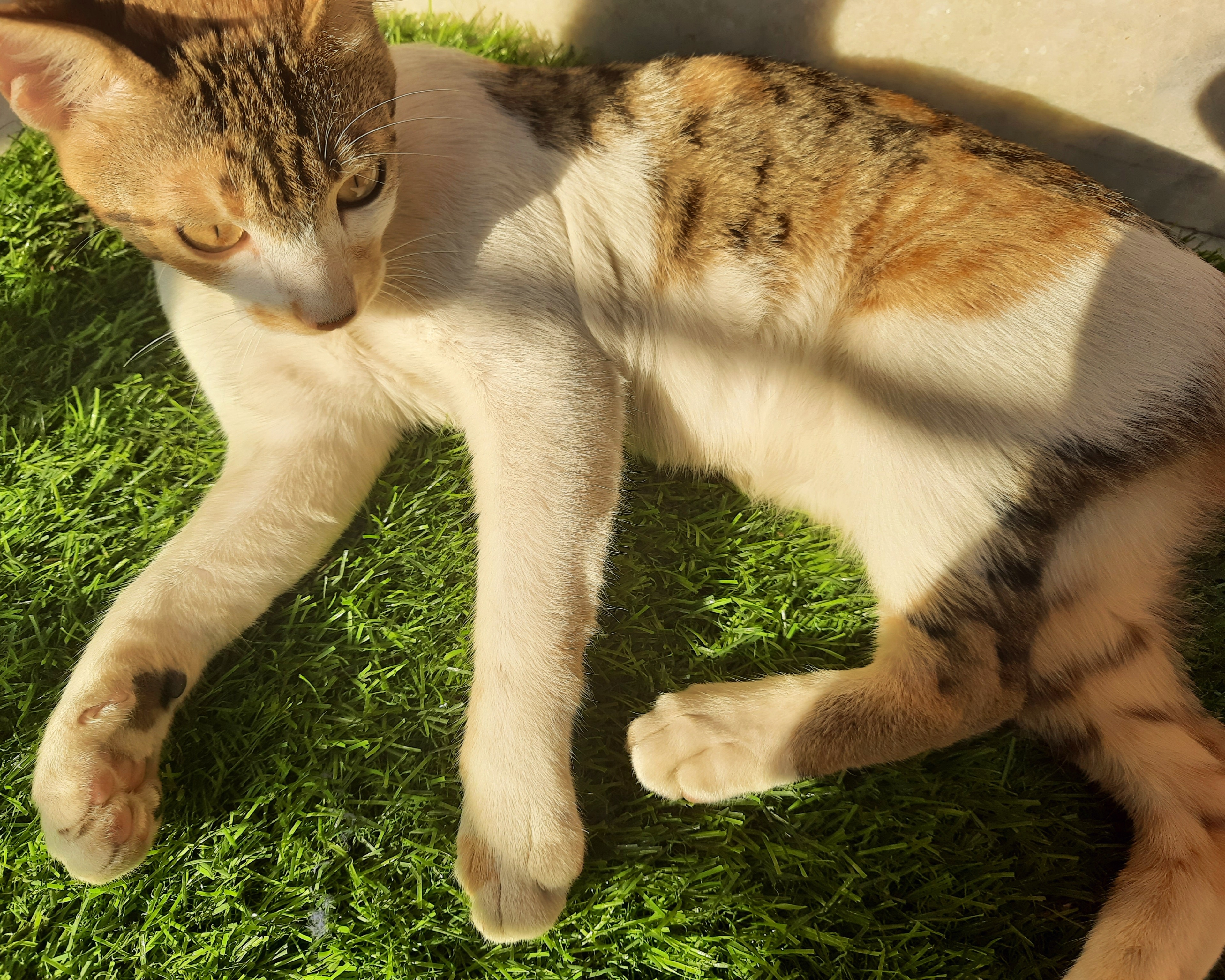 Wishing You a Purr-fectly Happy Mew Year!