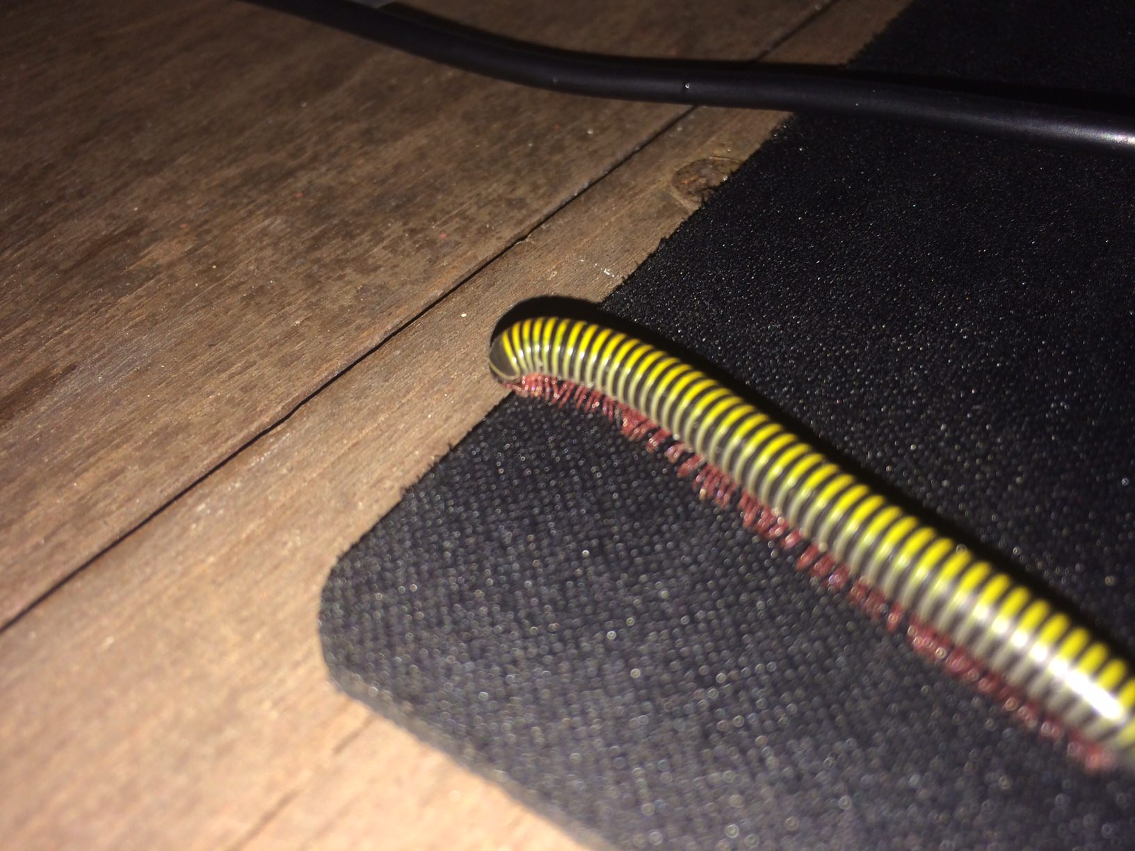 The Mysterious Mousepad Monster