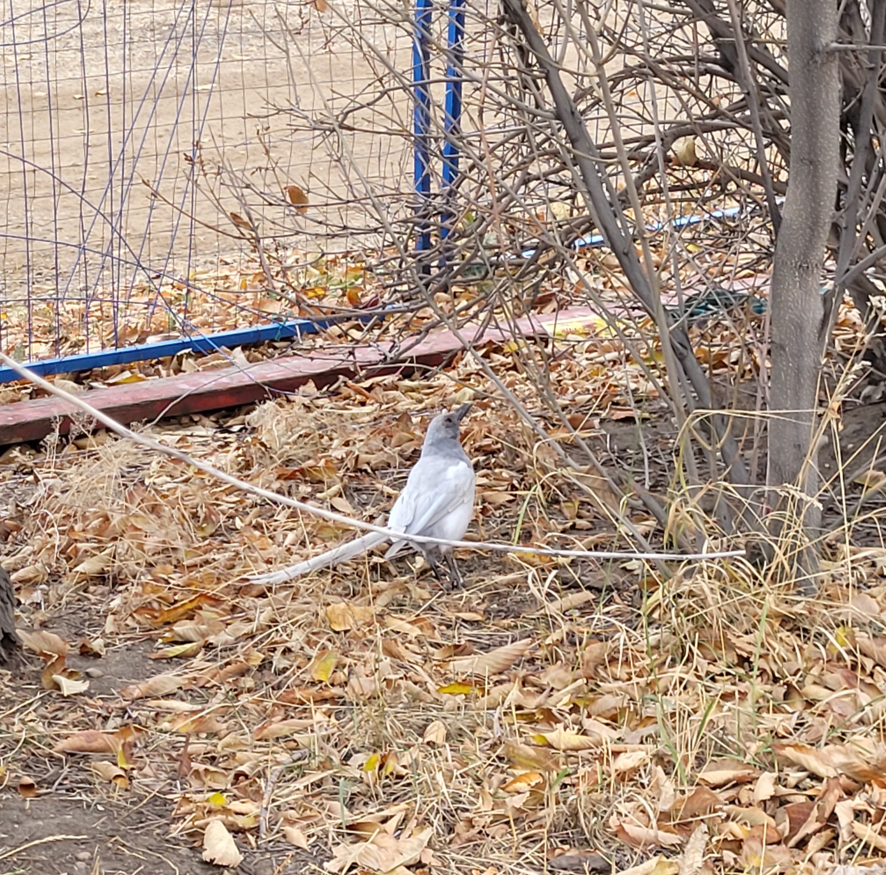 Meet the Rare White Magpie