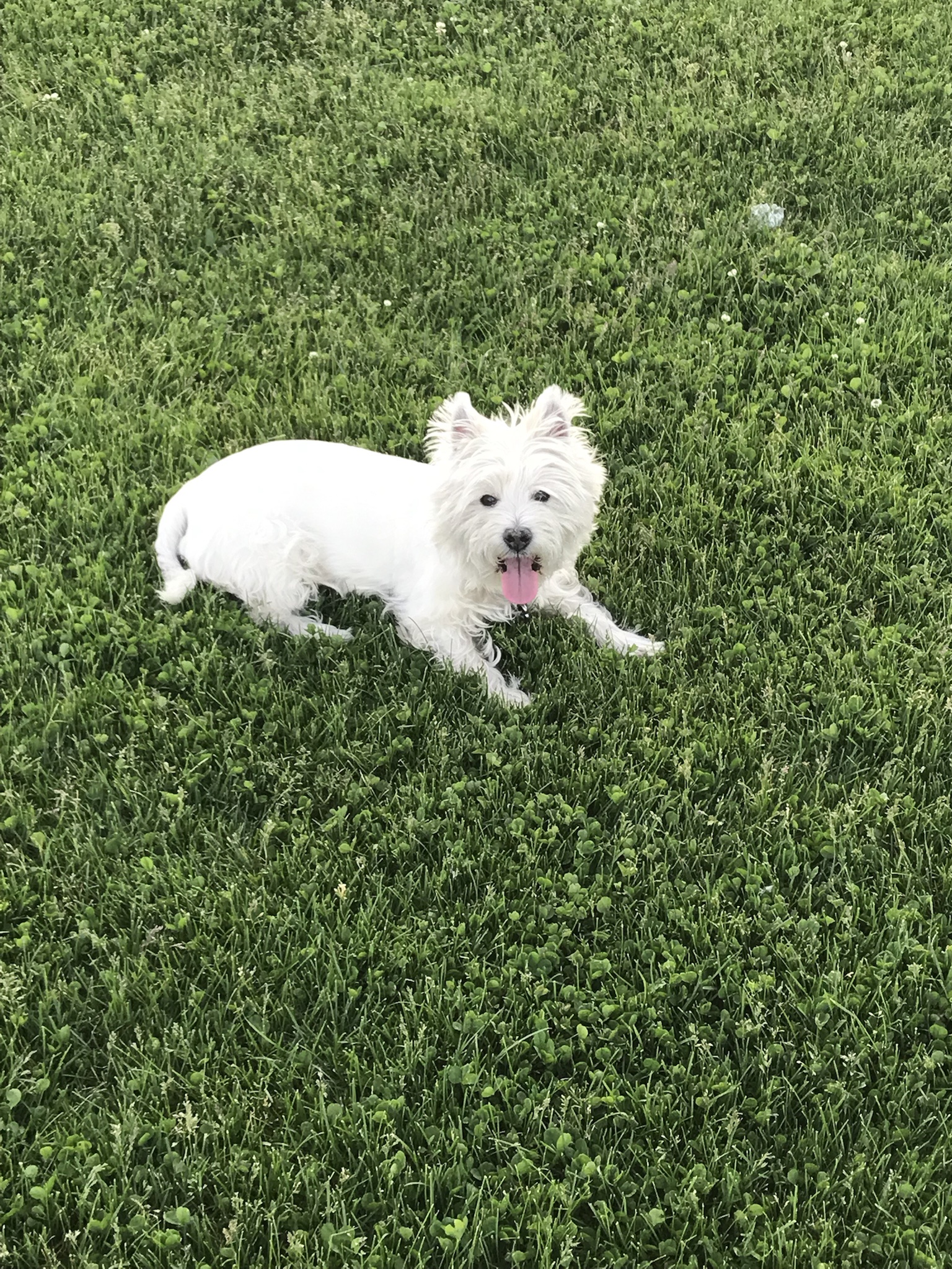 Just a dog enjoying the grass. Long live LB!