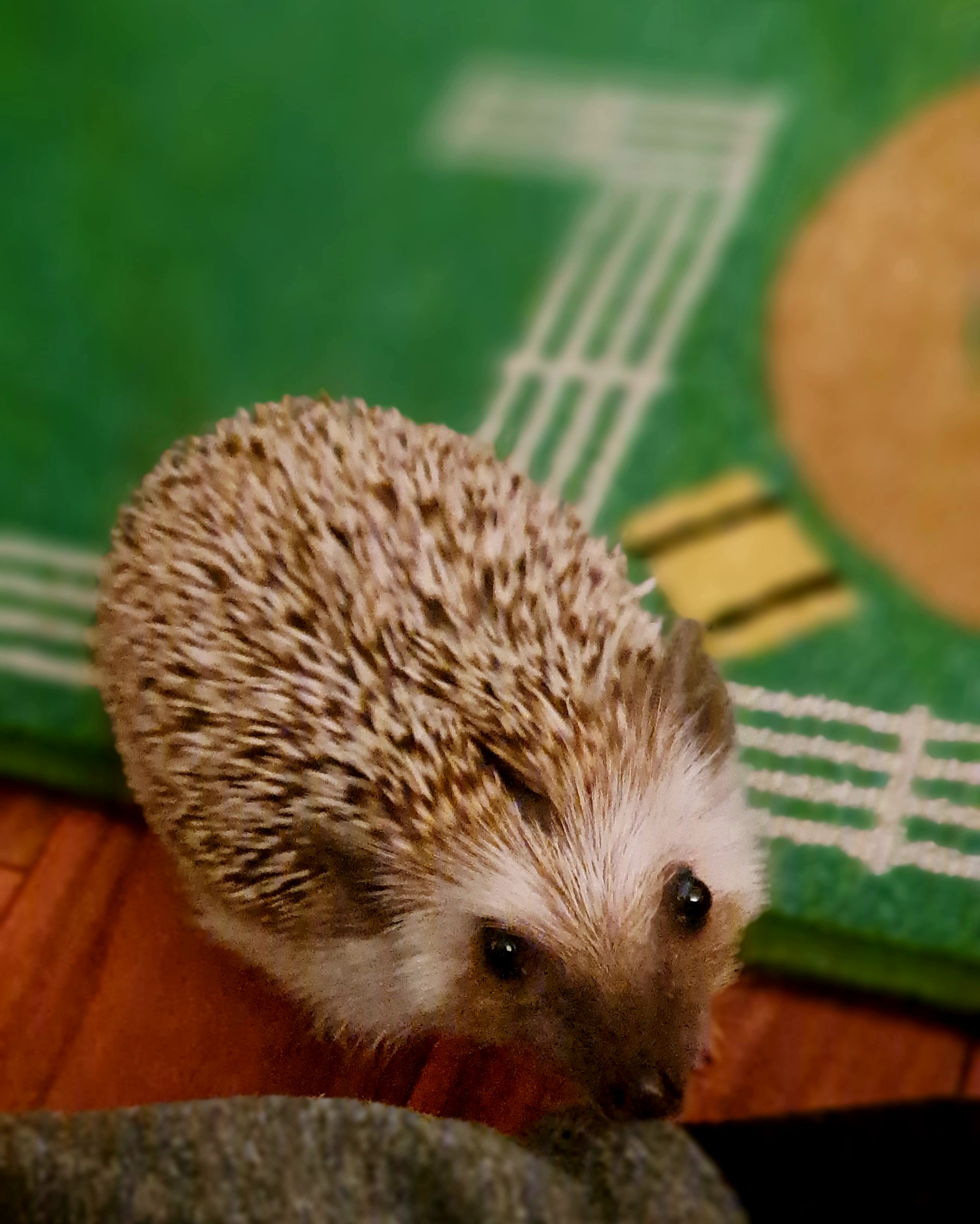 Sally at One: Still Spiky, Still Adorable