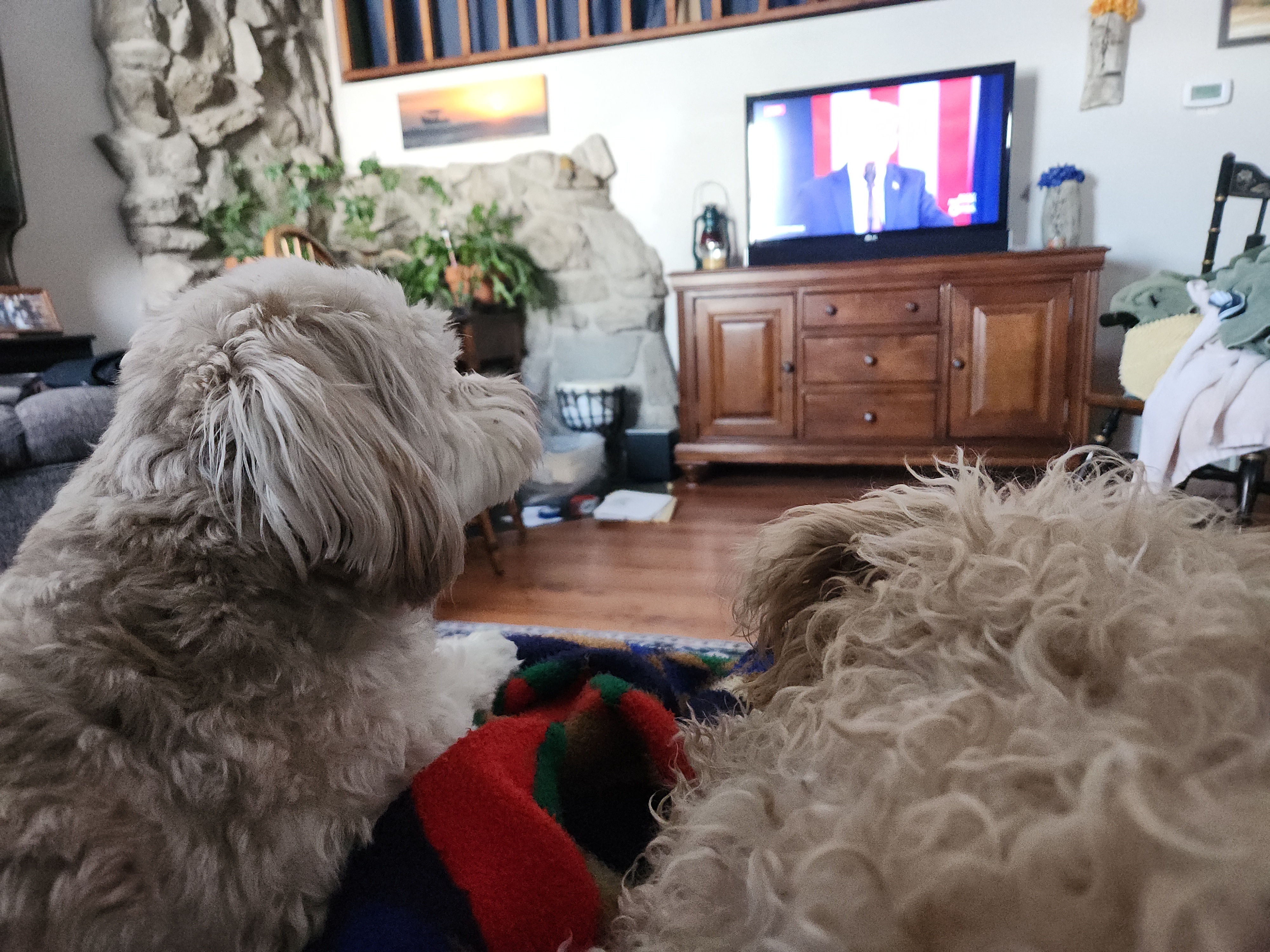 Even the Dogs Are Thinking, 'What a Clown!'