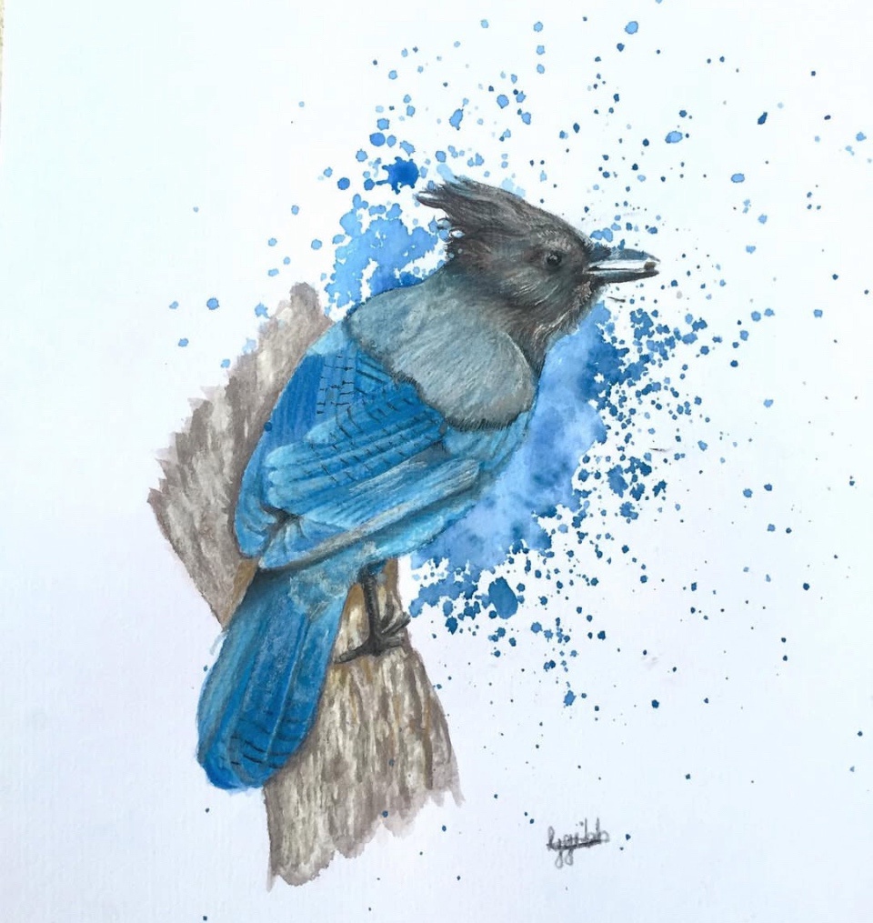 Beautiful Watercolor of a Steller’s Jay