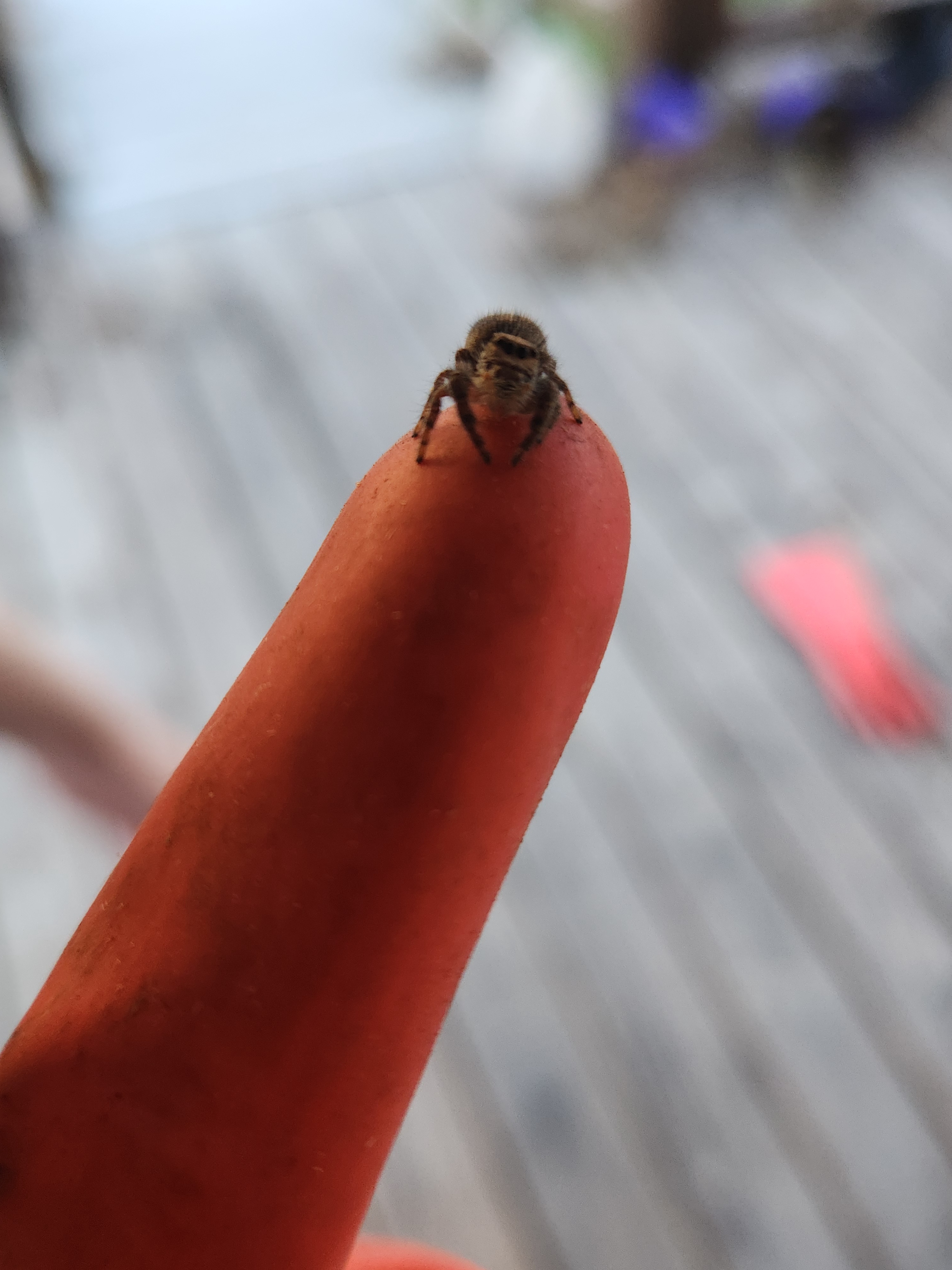 Check out this cool spider!