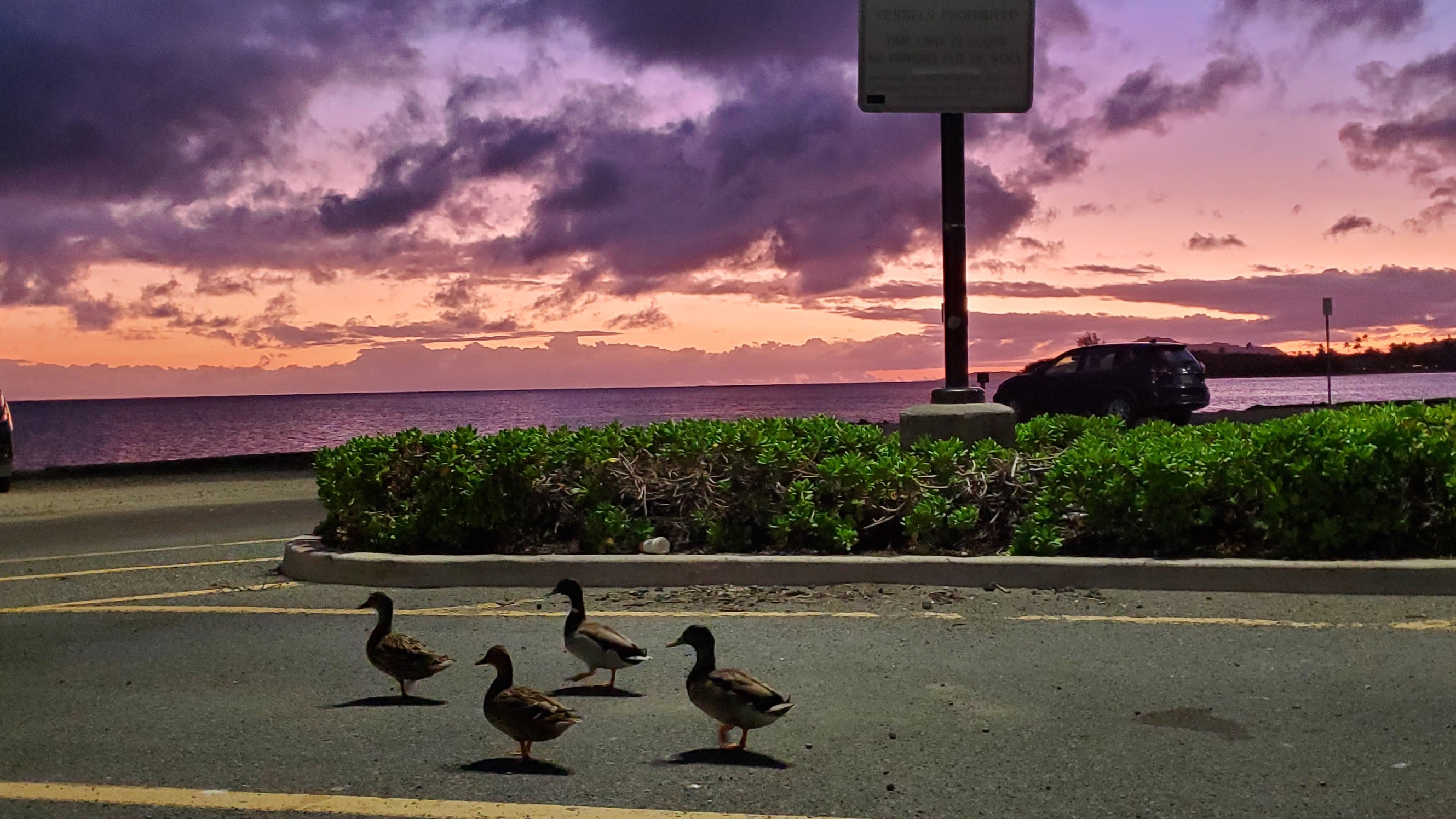 Quack, Quack, Quack!