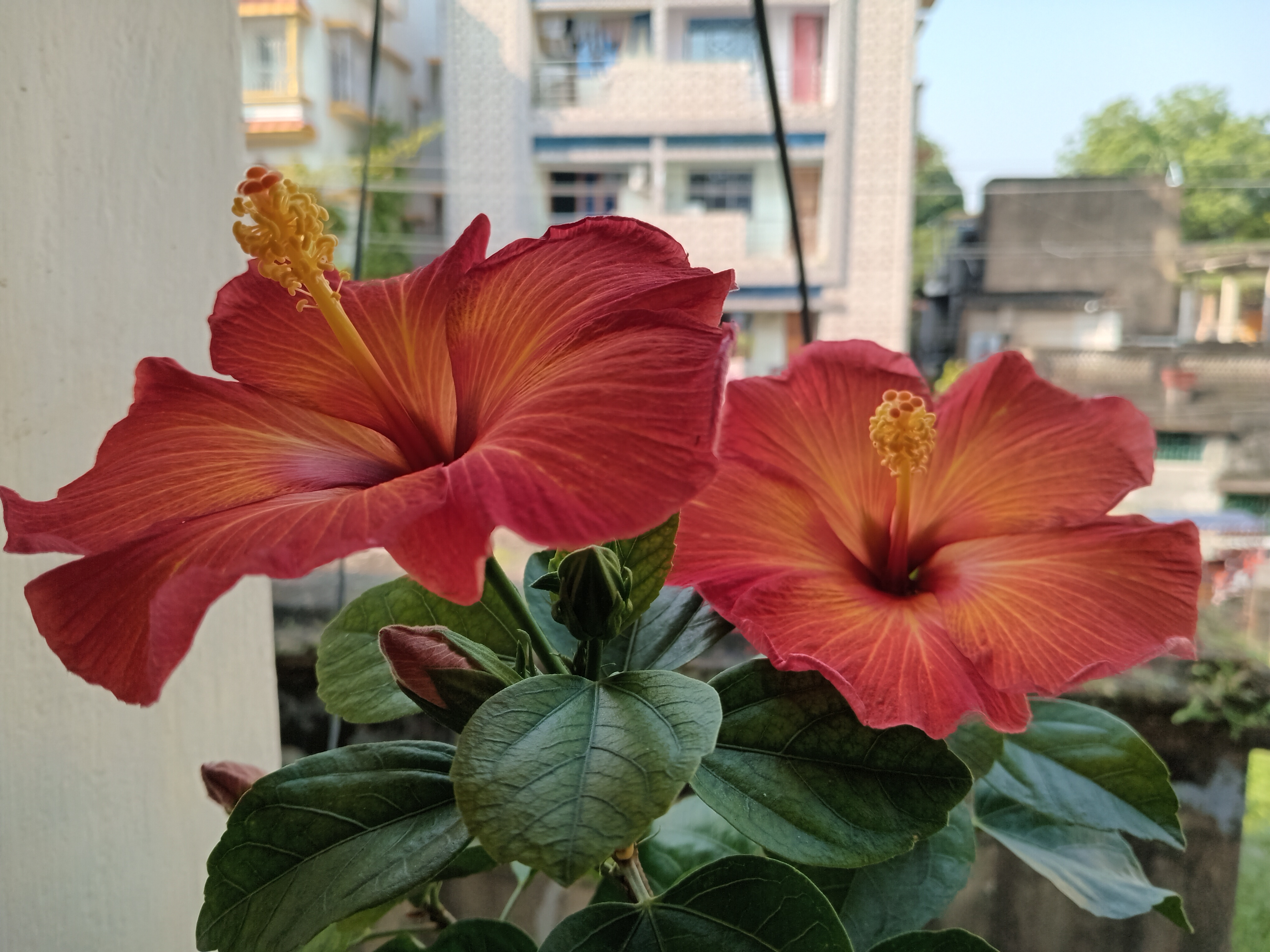 Today's stunning bloom is here!