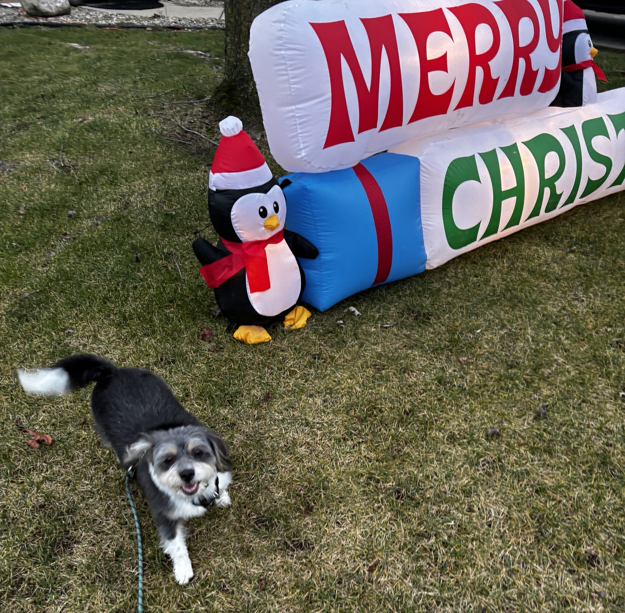 Rigby Ragazzo's Adventures Today