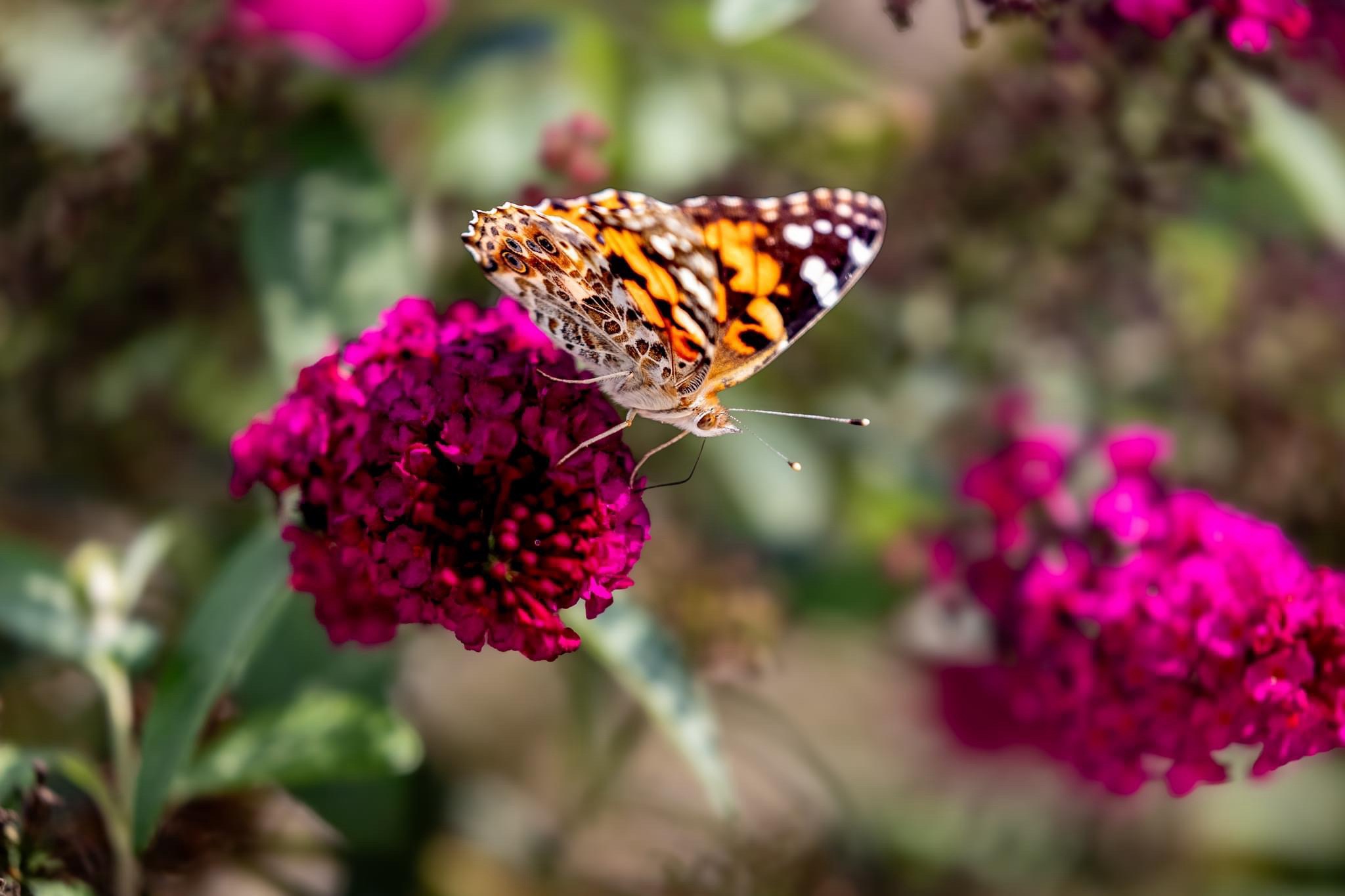 Embracing the Last Days of Summer