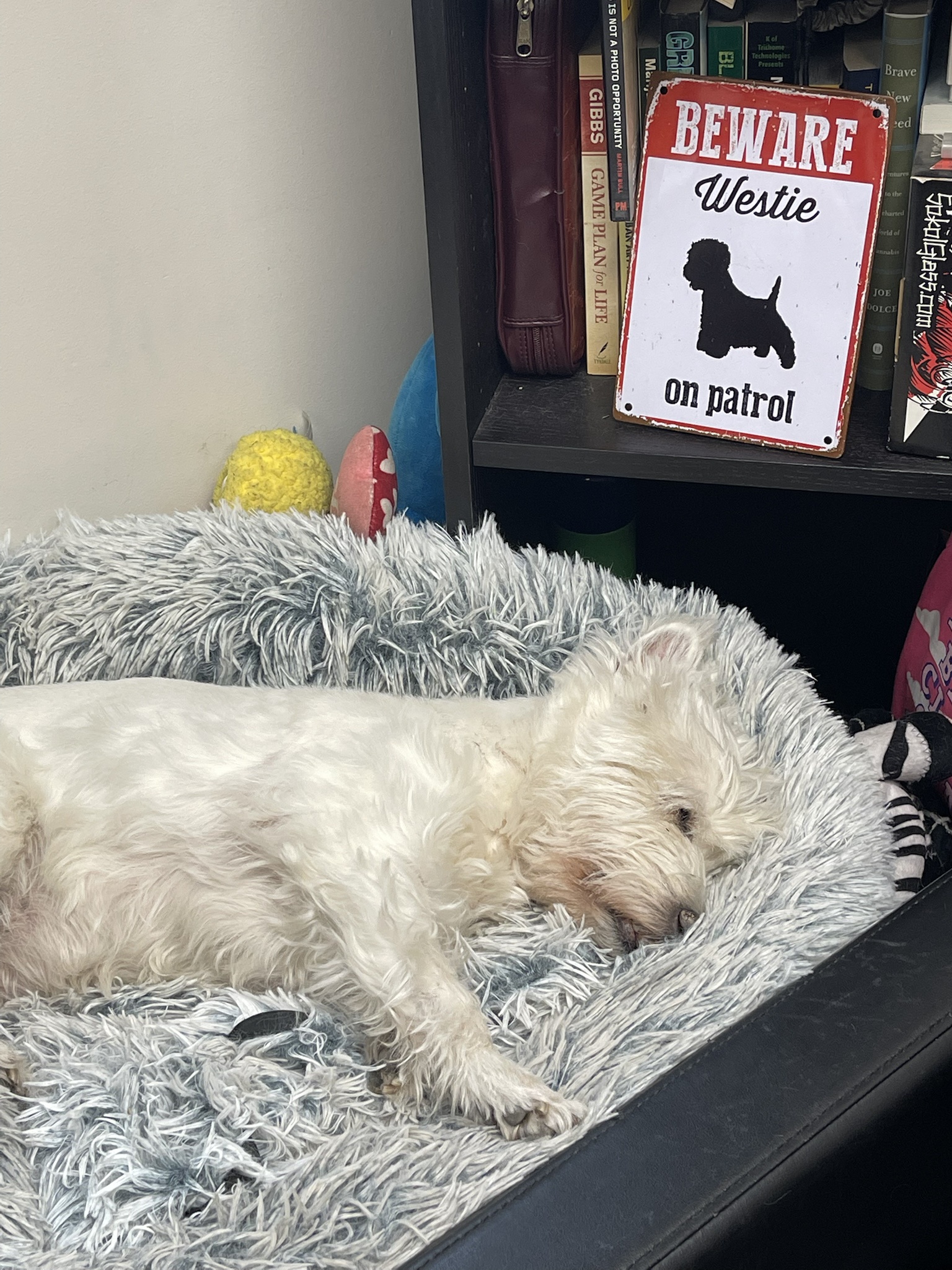 Westie on Patrol: Forever in My Heart