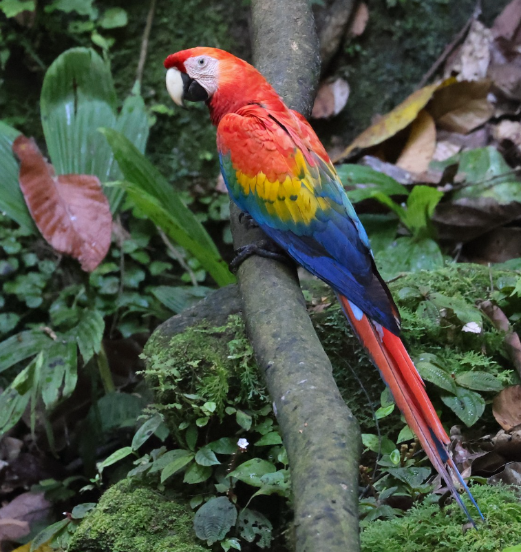 The vibrant beauty of a scarlet macaw