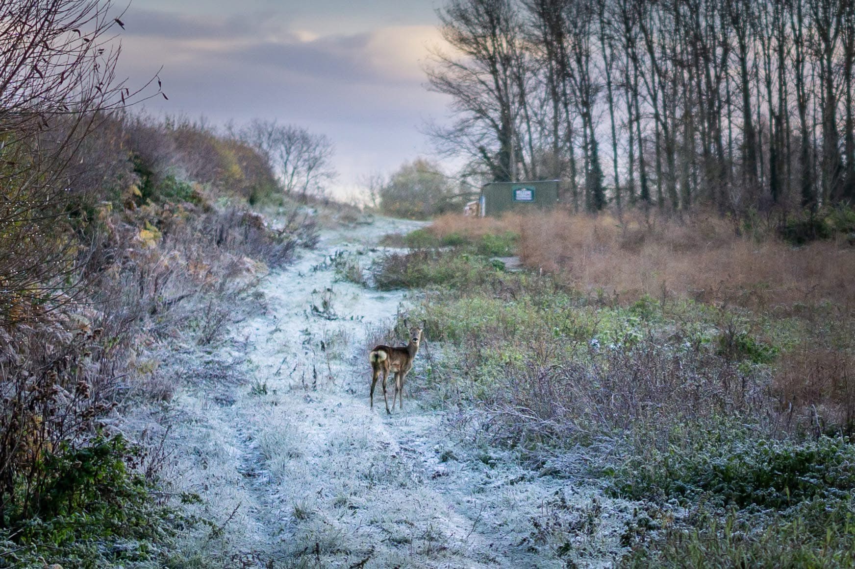 A Serene Snow-Covered Path