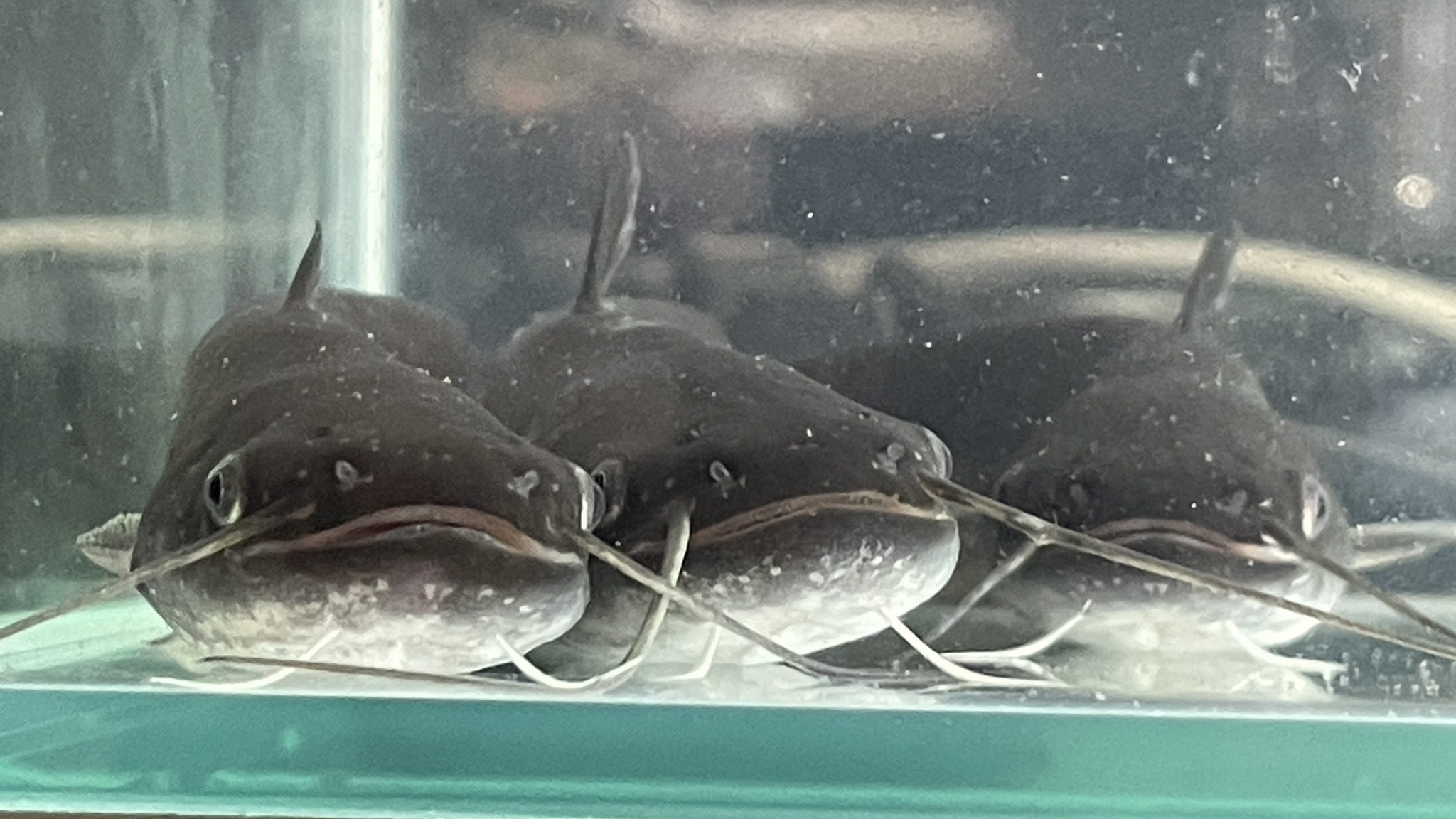 2024-1119: The Case for Why I Should Embrace Catfishing