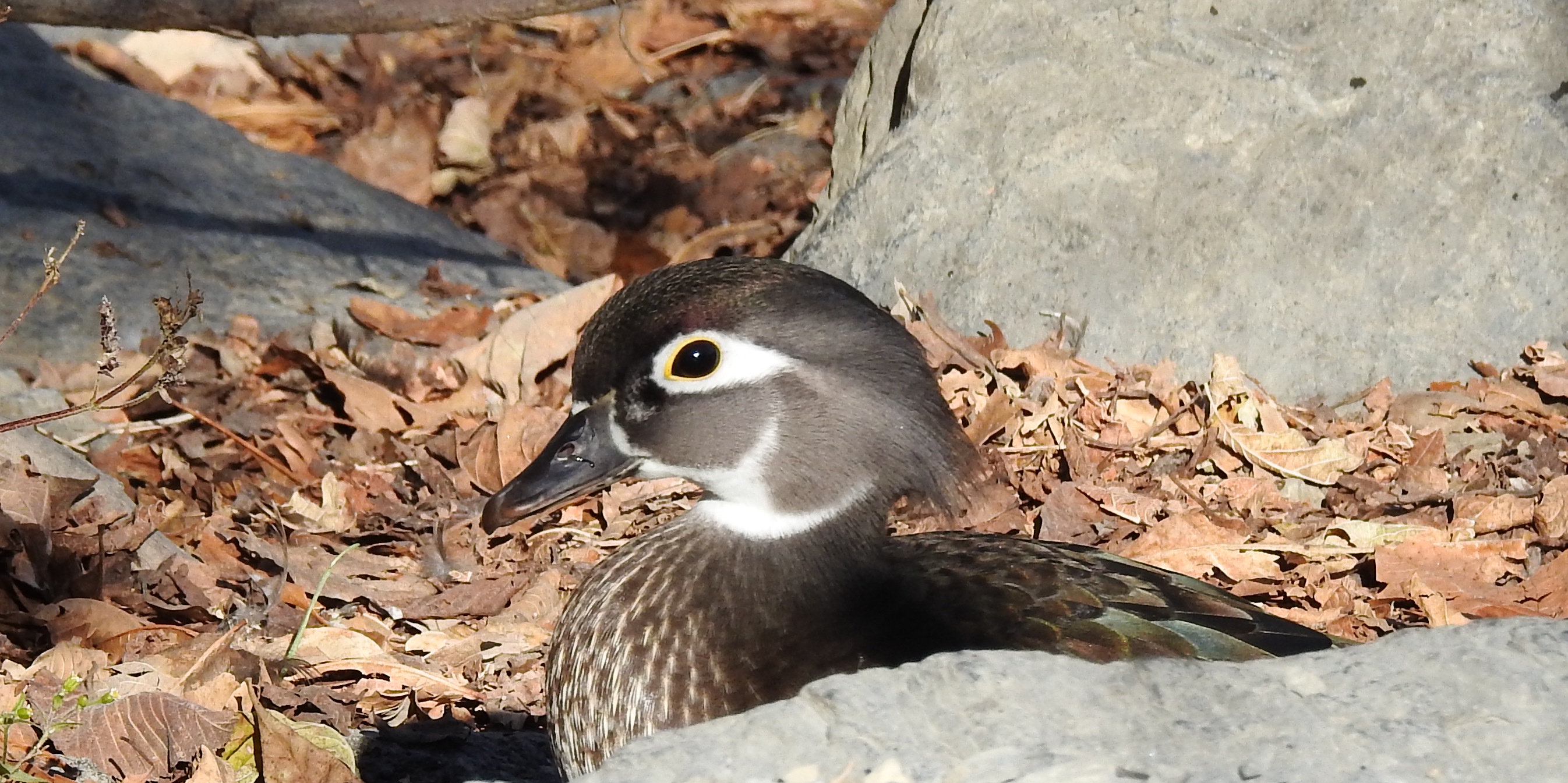 My Favorite Spot for Ducks in PA: A Sanctuary for Wood Ducks, Mallards, and More!