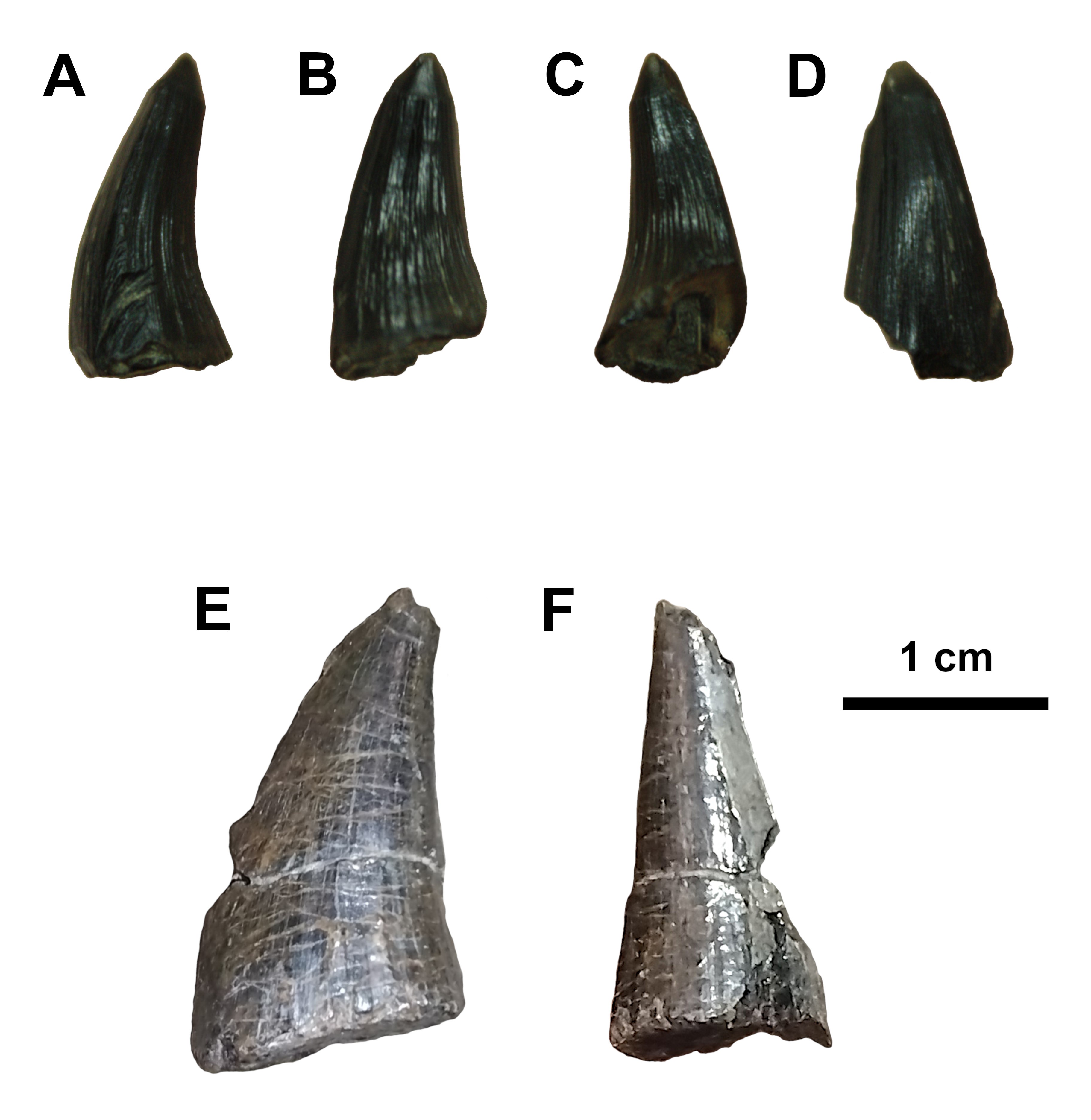 Exciting Discovery: Mosasaur Teeth Unearthed in the Canadian Arctic