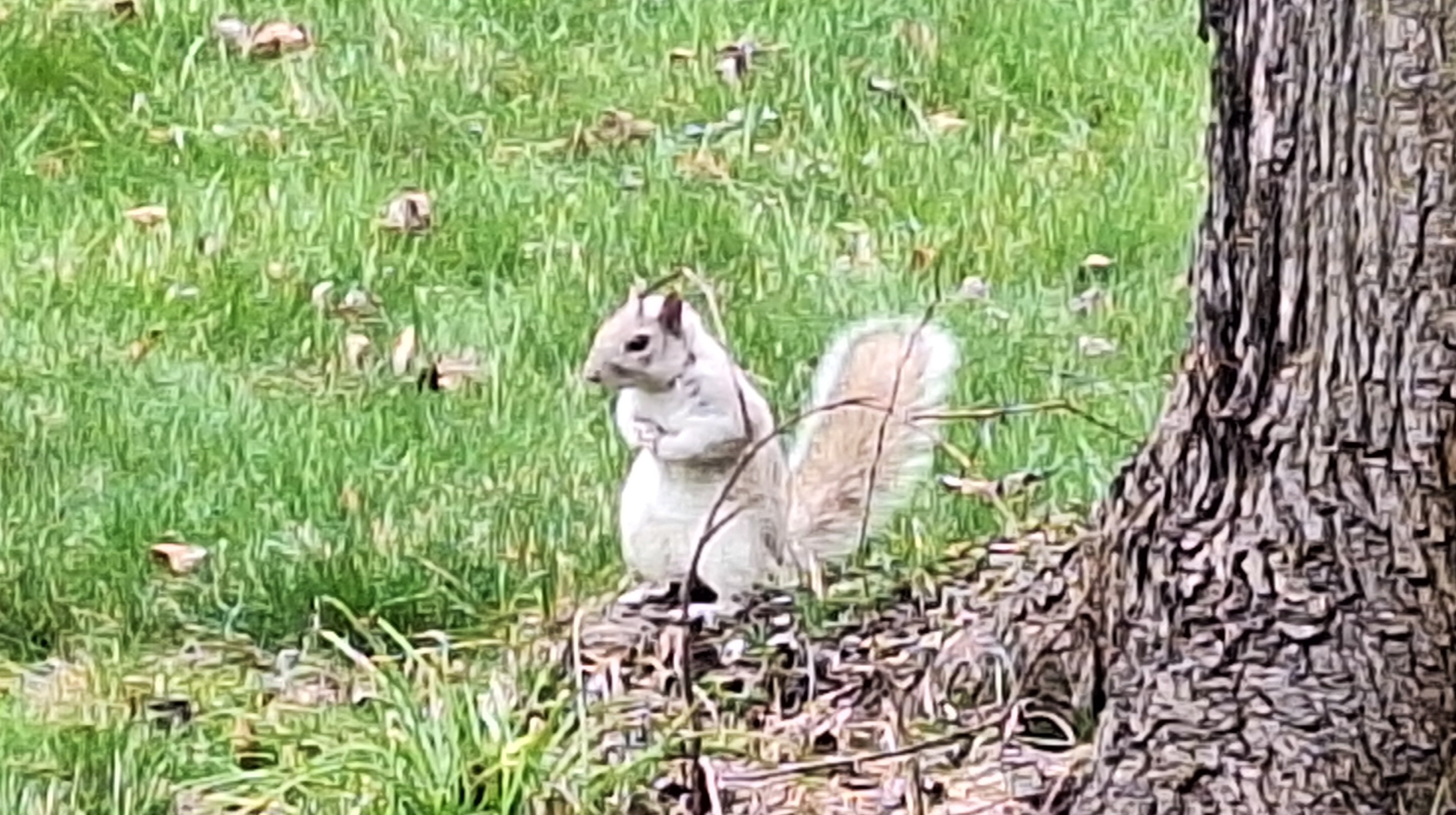 Meet the White Squirrel: Your Good Fortune Awaits!