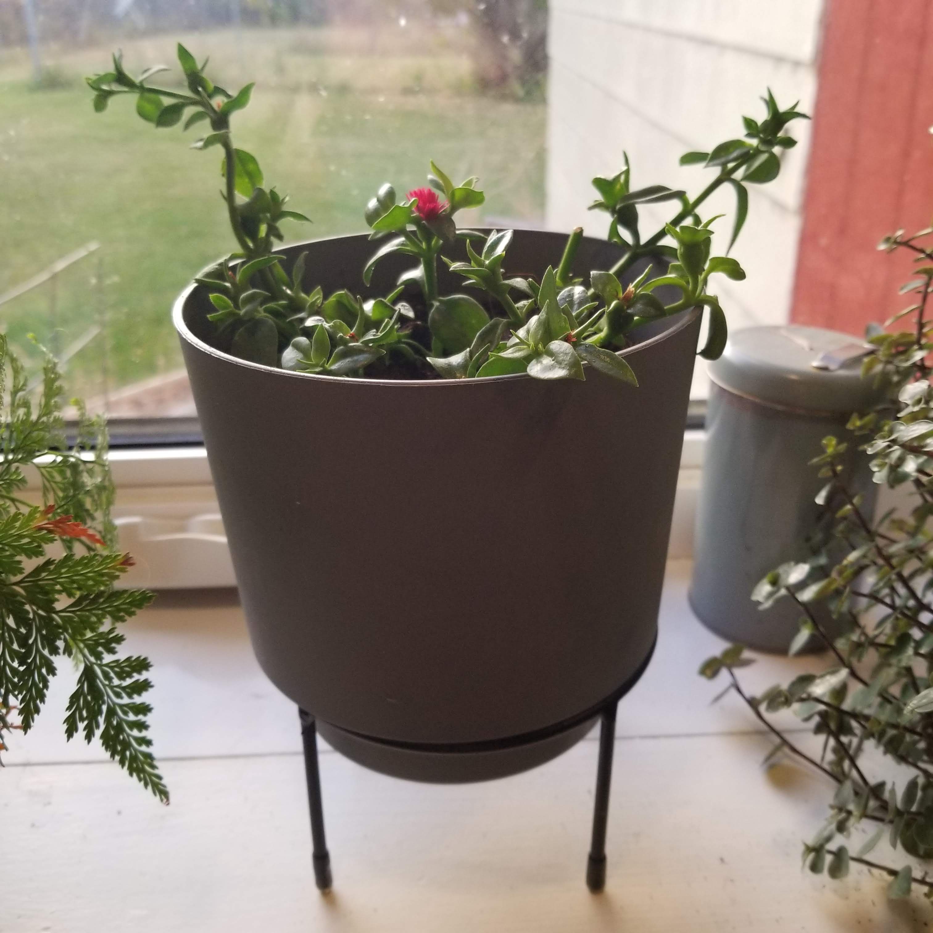 From Outdoor Iceplant to Indoor Beauty: My Gardening Journey