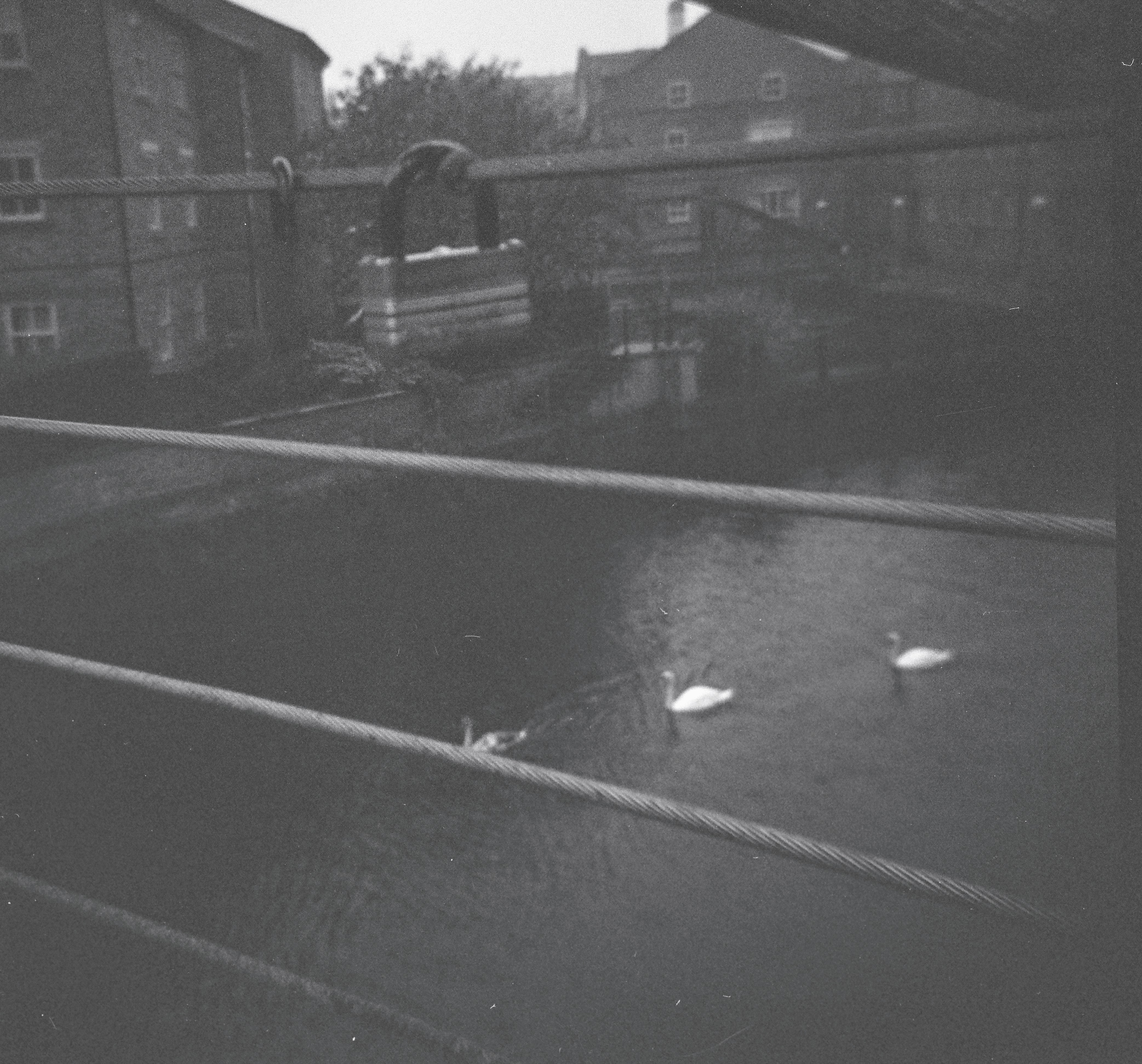 Three Geese Guarding the Lock at Centenary Bridge, Leeds