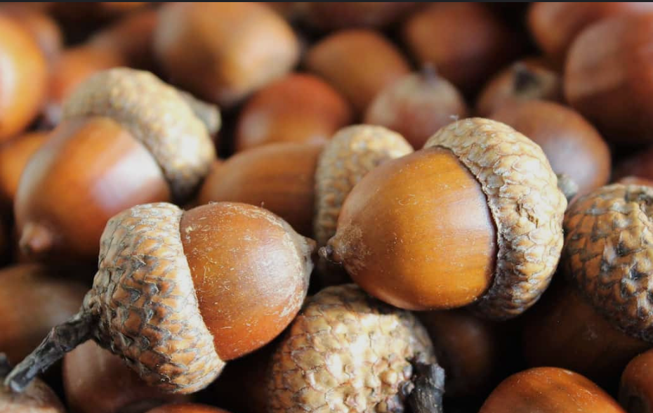 All About Acorns: Nature's Little Wonders